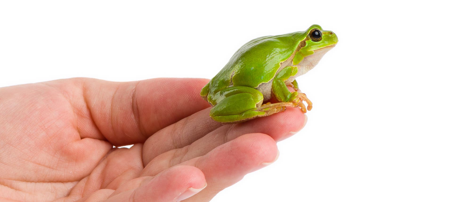 Ein grüner Frosch sitzt auf einer menschlichen Hand vor einem weißen Hintergrund. Ein grüner Frosch sitzt auf einer menschlichen Hand vor einem weißen Hintergrund.