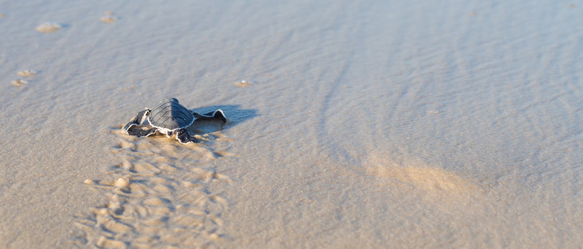 Eine noch sehr kleine Grüne Meeresschildkröte (Chelonia mydas) schleppt sich durch den nassen Sand Richtung Wasser.