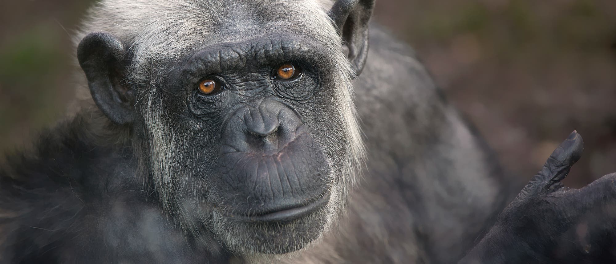 Alter Schimpanse mit teilweise weißem Kopfhaar blickt in die Kamera