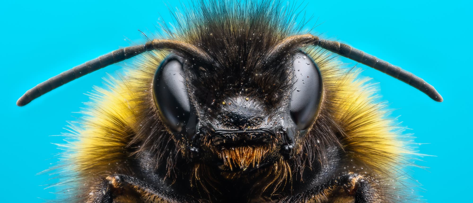 Nahaufnahme einer Hummel vor einem blauen Hintergrund. Der Kopf mit den gro&szlig;en, facettierten Augen ist direkt gen Kamera gerichtet, die langen F&uuml;hler und die gelb-schwarz gef&auml;rbten H&auml;rchen sind deutlich sichtbar. 