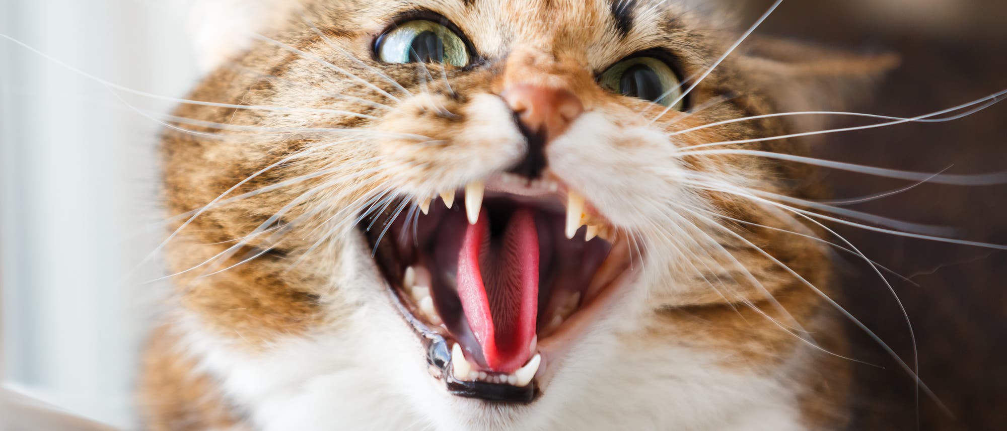 Eine getigerte Katze mit weit ge&ouml;ffnetem Maul und sichtbaren Z&auml;hnen, die offensichtlich lautstark miaut. Sie ist in einem Innenraum vor einem Fenster zu sehen.