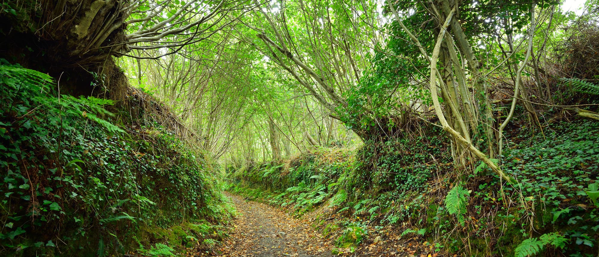 Ein Fußweg führt durch einen Eichen- und Haselniederwald in der Bretagne