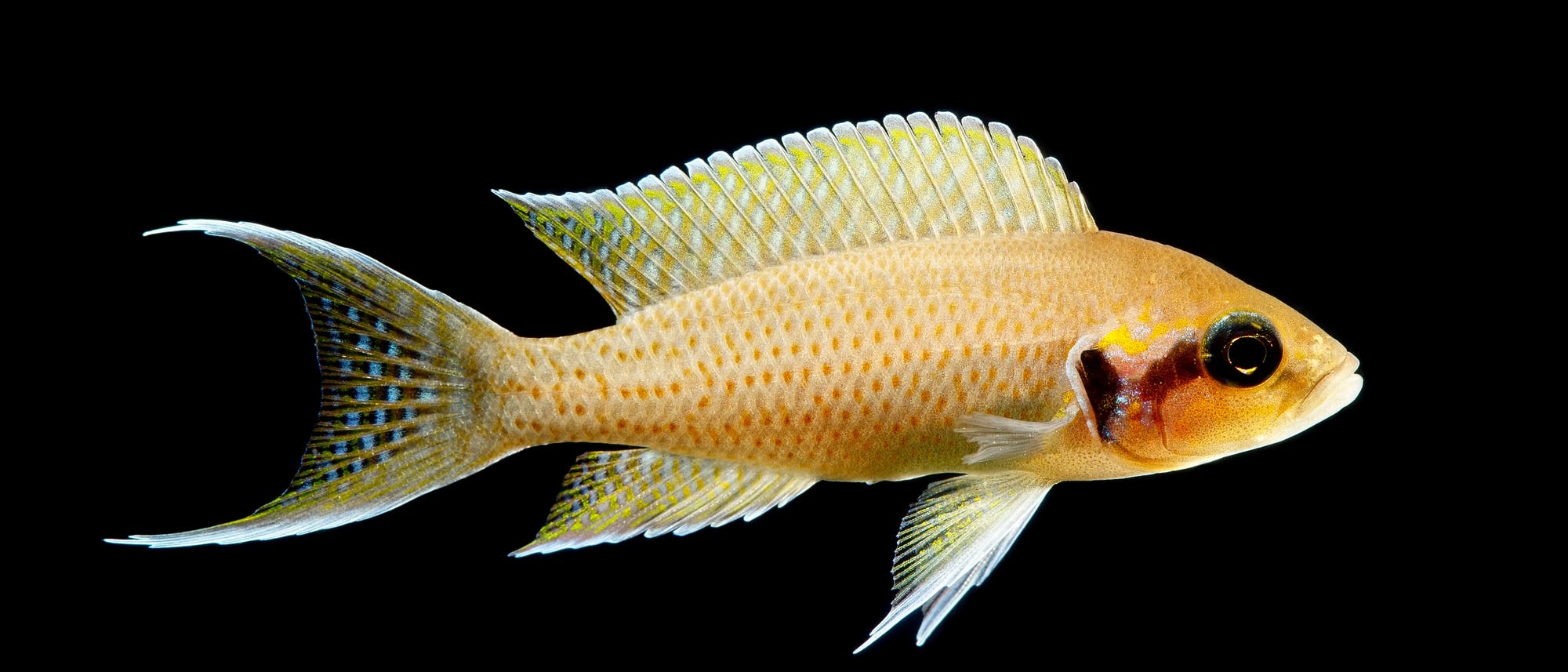 Ein gelblich brauner Fisch mit auffälligen Flossen schwimmt vor einem schwarzen Hintergrund. Die Flossen sind leicht durchsichtig mit bläulichen und gelblichen Akzenten. Die einzelnen Schuppen des Fisches sind gut erkennbar, manche sind orange, andere heller. Auf den Flossen ist ein gepunktetes Muster erkennbar. Ein gelblich brauner Fisch mit auffälligen Flossen schwimmt vor einem schwarzen Hintergrund. Die Flossen sind leicht durchsichtig mit bläulichen und gelblichen Akzenten. Die einzelnen Schuppen des Fisches sind gut erkennbar, manche sind orange, andere heller. Auf den Flossen ist ein gepunktetes Muster erkennbar.