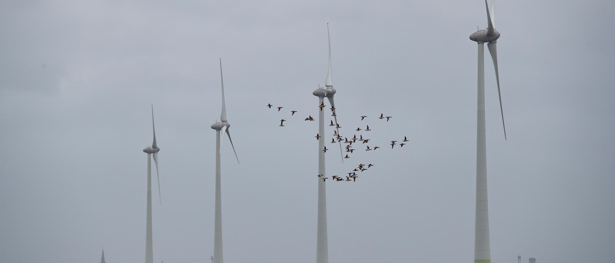 Eine Gruppe von Windkraftanlagen steht auf einem offenen Feld unter einem grauen Himmel. Ein Schwarm Vögel fliegt zwischen den Turbinen hindurch. Im Hintergrund sind Bäume und Gebäude zu sehen. Die Szene vermittelt ein Gefühl von erneuerbarer Energie und Natur im Einklang.