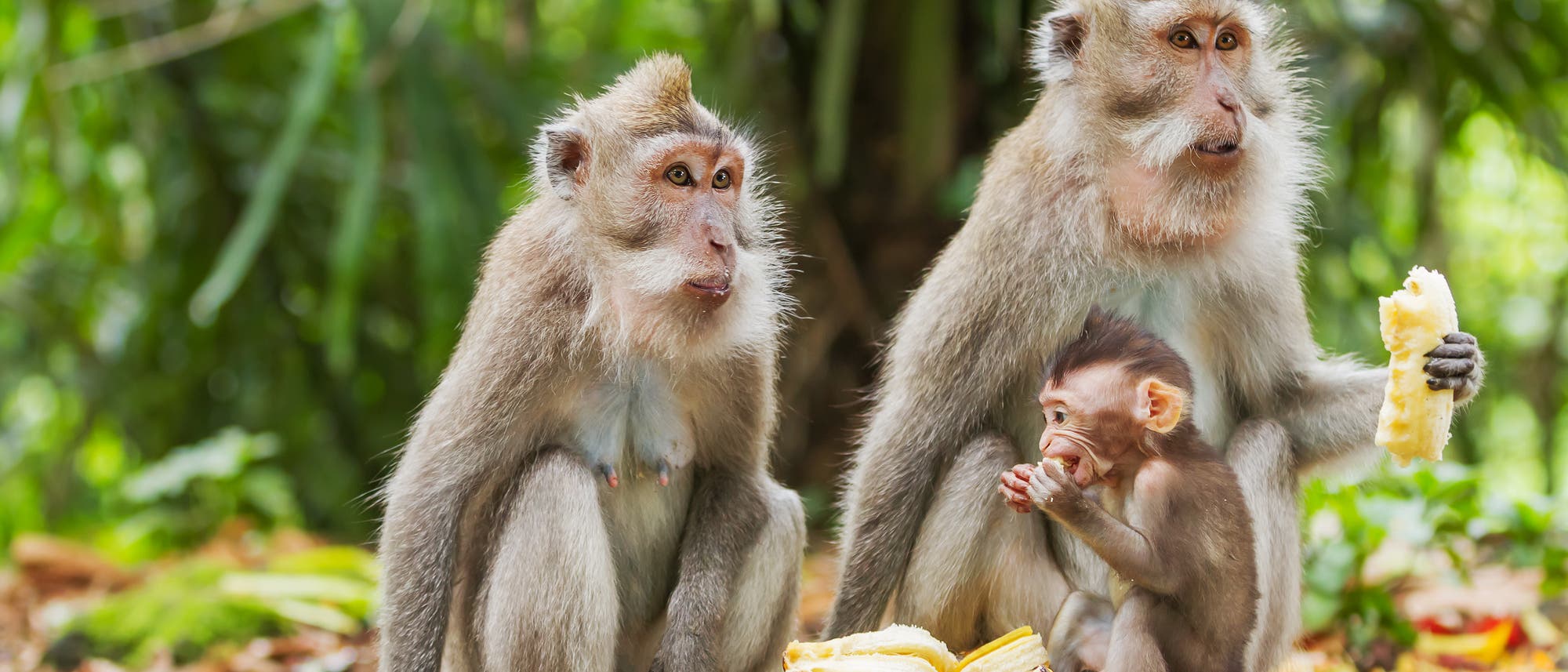 Zwei erwachsene Affen auf Bali essen Bananen, im Vordergrund ein halbwüchsiger Affe