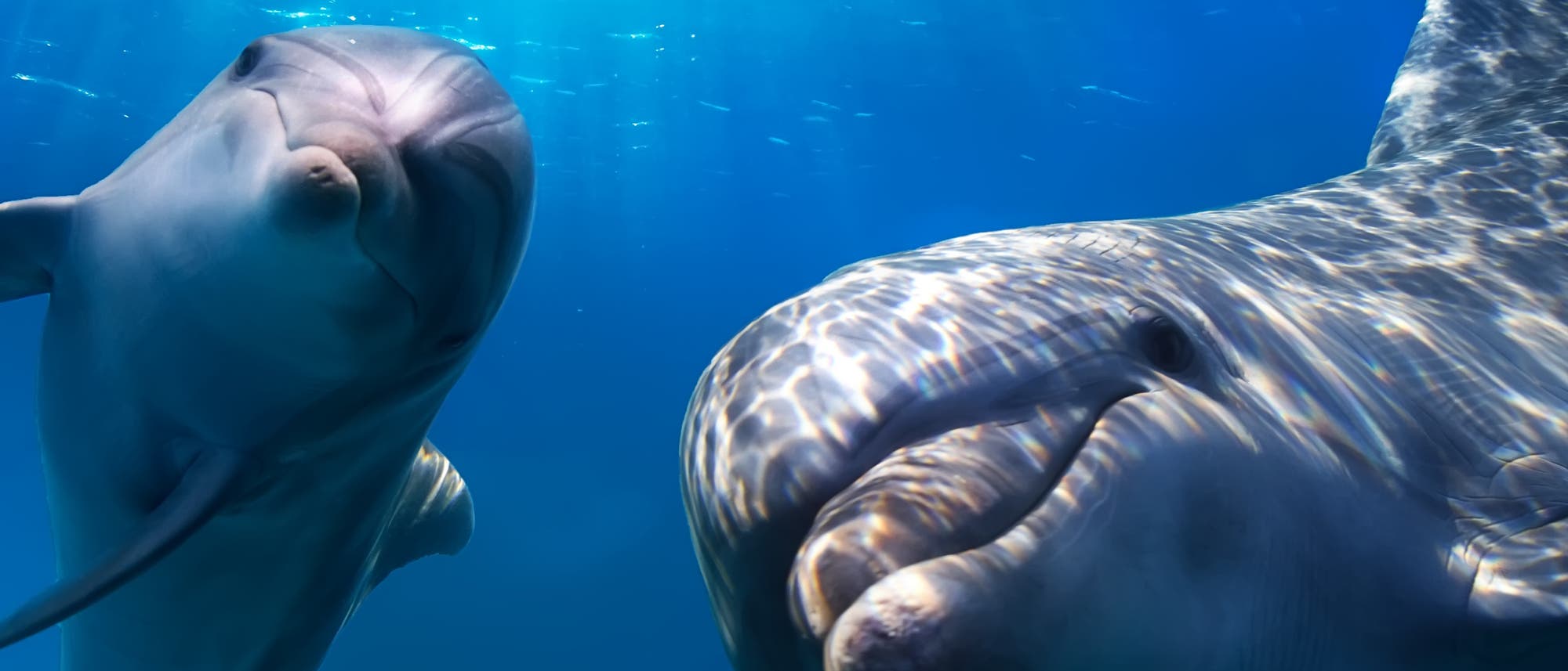 Zwei Delfine nahe unter der Wasseroberfläche schauen in die Kamera.