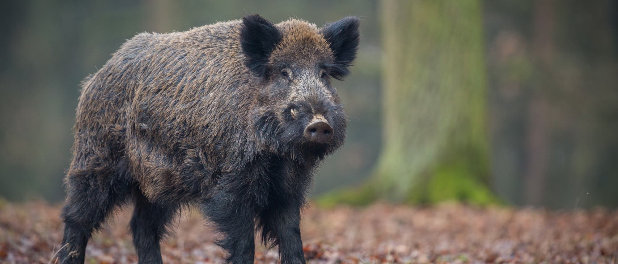 Ein Wildschwein steht auf einem mit Herbstlaub bedeckten Waldboden. Es schaut in die Kamera, im Hintergrund sind in Unschärfe Bäume zu sehen. Ein Wildschwein steht auf einem mit Herbstlaub bedeckten Waldboden. Es schaut in die Kamera, im Hintergrund sind in Unschärfe Bäume zu sehen.