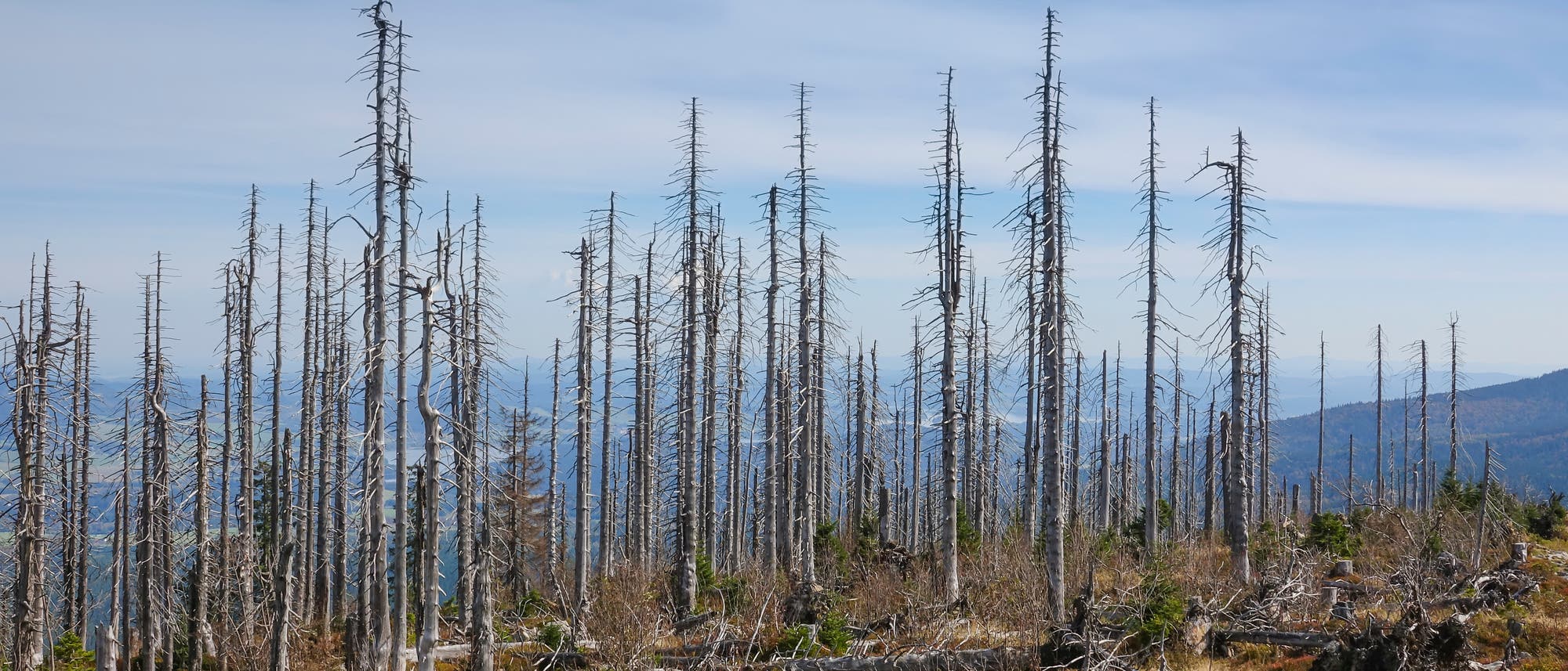 Eine Landschaft mit abgestorbenen B&auml;umen in einem Waldgebiet. Die B&auml;ume sind kahl und ragen in den blauen Himmel. Im Vordergrund sind umgest&uuml;rzte Baumst&auml;mme und sp&auml;rliche Vegetation zu sehen. Im Hintergrund erstrecken sich H&uuml;gel und Berge. Die Szene vermittelt ein Gef&uuml;hl von Verfall und nat&uuml;rlicher Ver&auml;nderung.