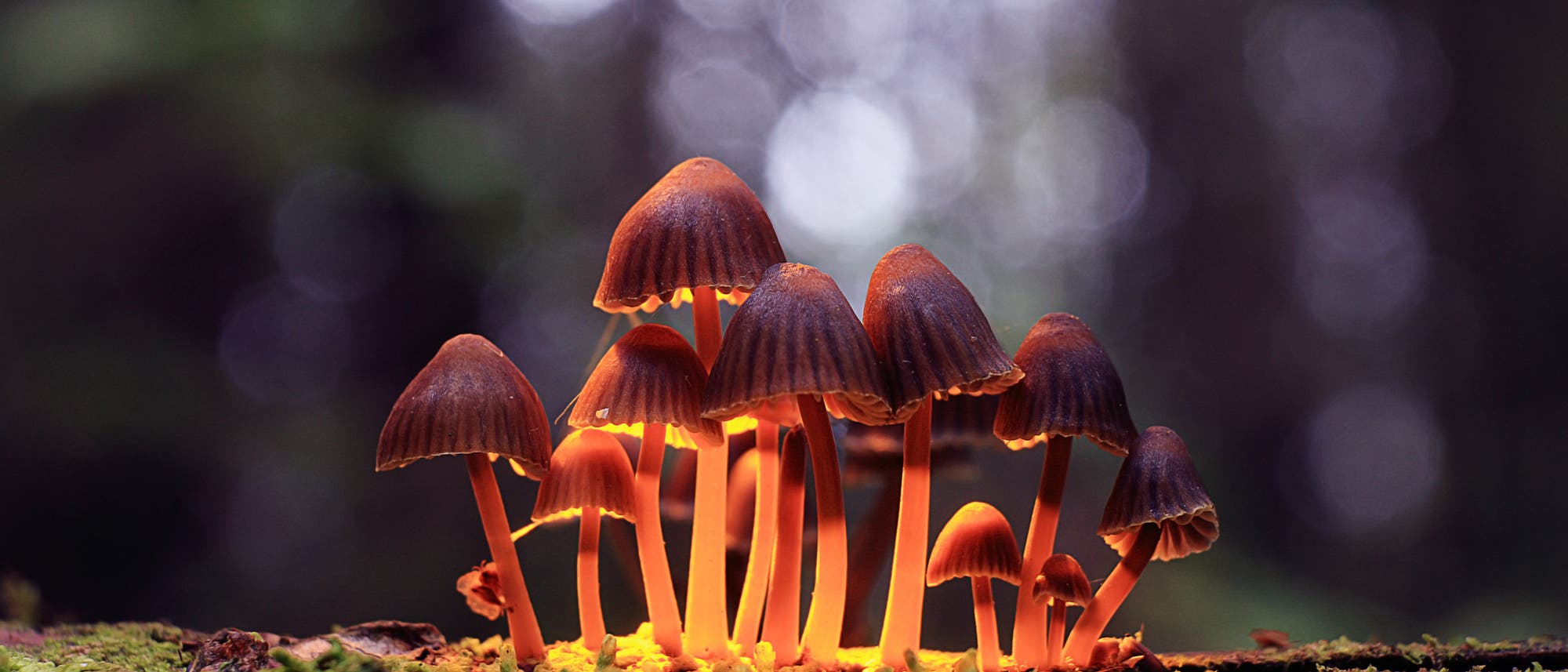 Eine Gruppe kleiner Magic mushrooms in der Natur auf moosigem Untergrund.