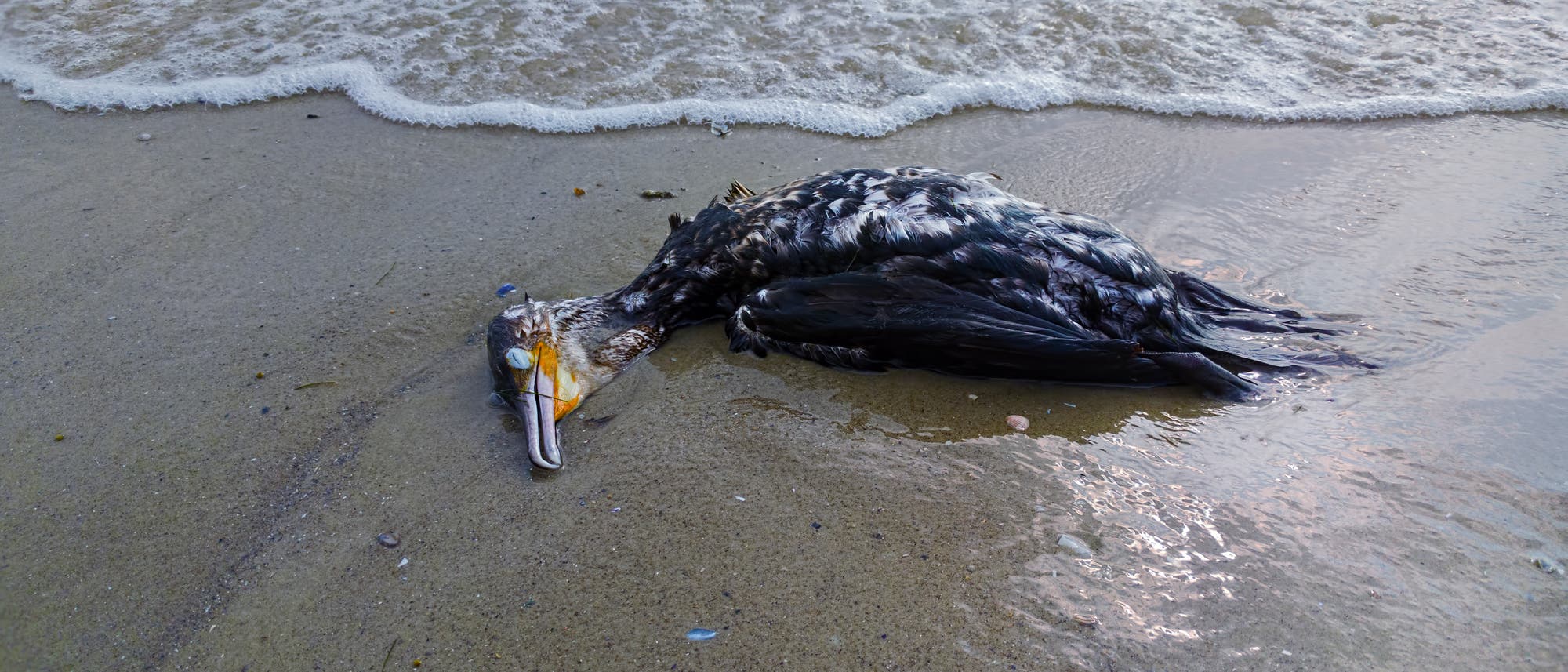 Toter Vogel auf einem Strand