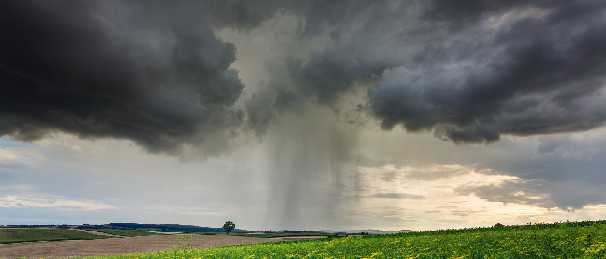 Eine weite Landschaft mit grünen Feldern und gelben Blumen im Vordergrund. Am Horizont sind dunkle, bedrohliche Wolken zu sehen, aus denen Regen fällt. Der Himmel ist dramatisch und kontrastiert mit der ruhigen Landschaft. Ein einzelner Baum steht in der Ferne.