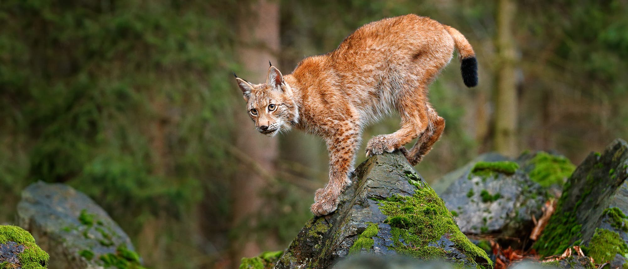 Ein Luchs steht aufmerksam auf einem mit Moos bedeckten Felsen in einem Wald. 