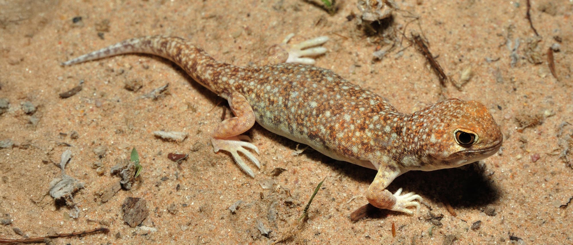 Ein kleiner Gecko mit gemustertem, sandfarbenem K&ouml;rper liegt auf sandigem Boden. Der Gecko hat gro&szlig;e, dunkle Augen und seine Haut zeigt ein Muster aus hellen und dunklen Flecken. Um ihn herum sind kleine Pflanzenreste und Sandk&ouml;rner zu sehen.