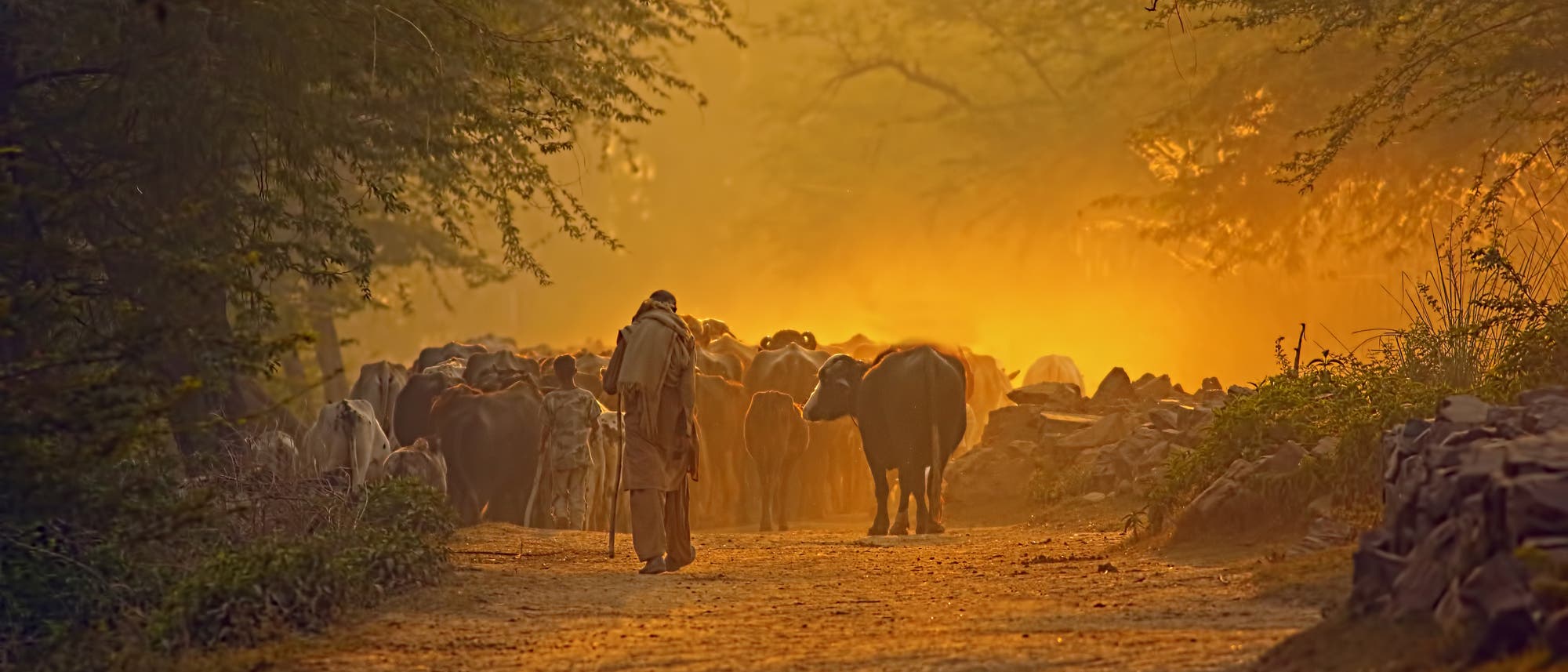 Ein Hirte mit Rinderherde in rötlich-orangenem Abendlicht.