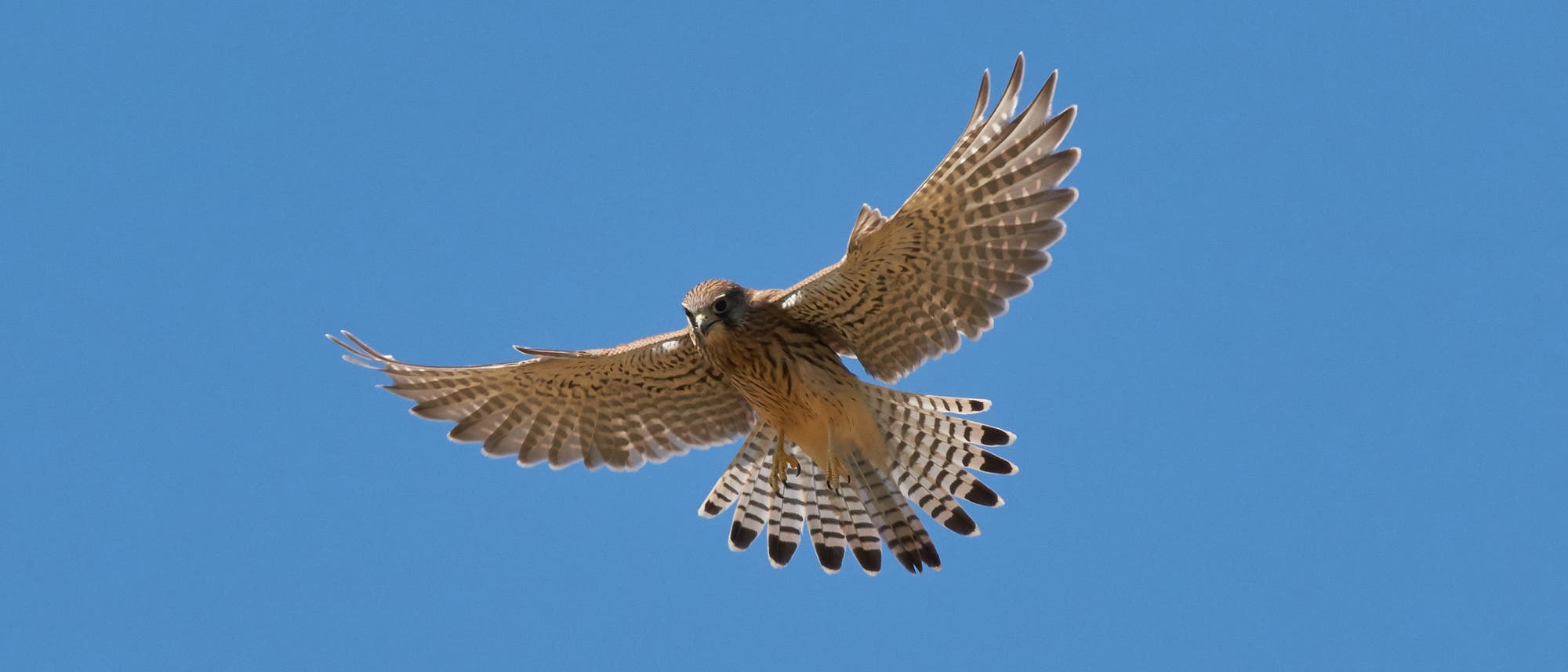 Ein Falke schwebt mit ausgebreiteten Fl&uuml;geln am klaren blauen Himmel. Die detaillierte Federzeichnung ist sichtbar, w&auml;hrend der Vogel in der Luft verharrt.