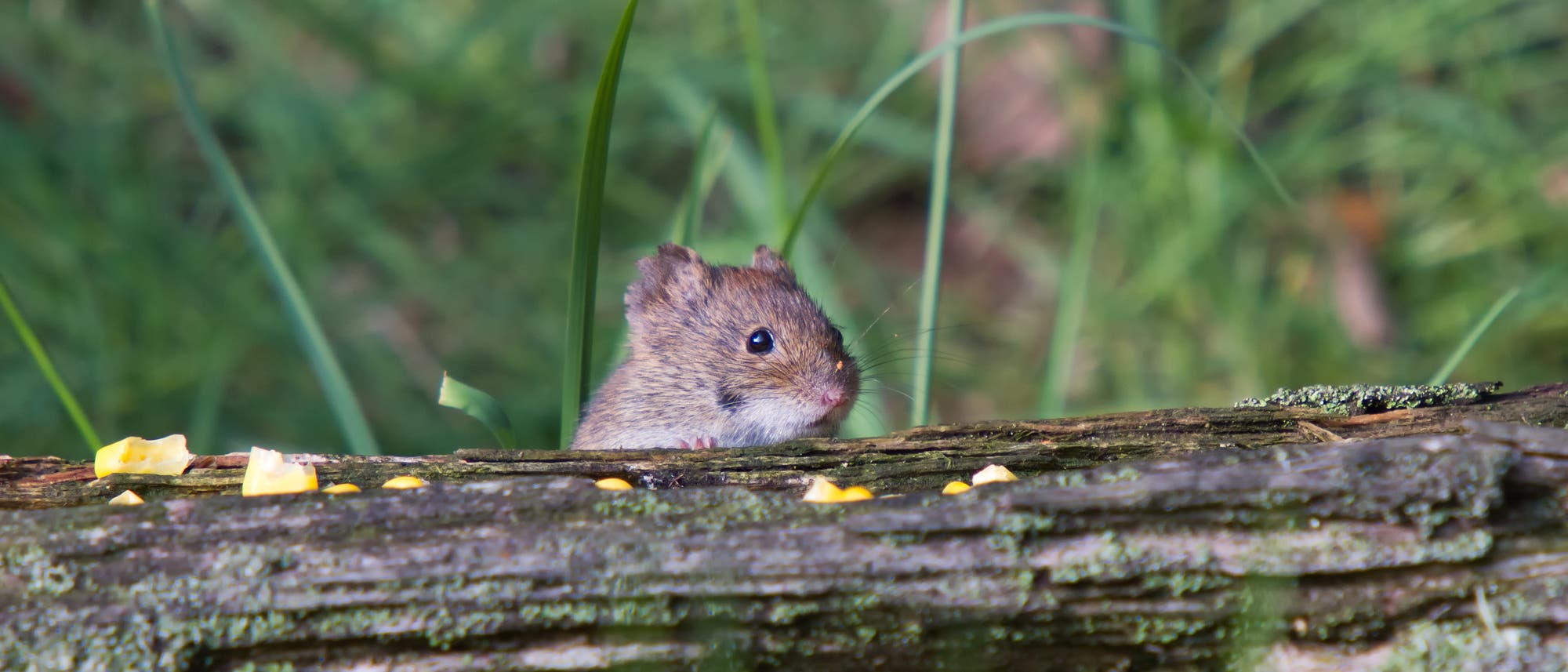 Eine R&ouml;telmaus lugt hinter einem St&uuml;ck Holz hervor und plant, uns alle mit Hantavirus anzustecken.