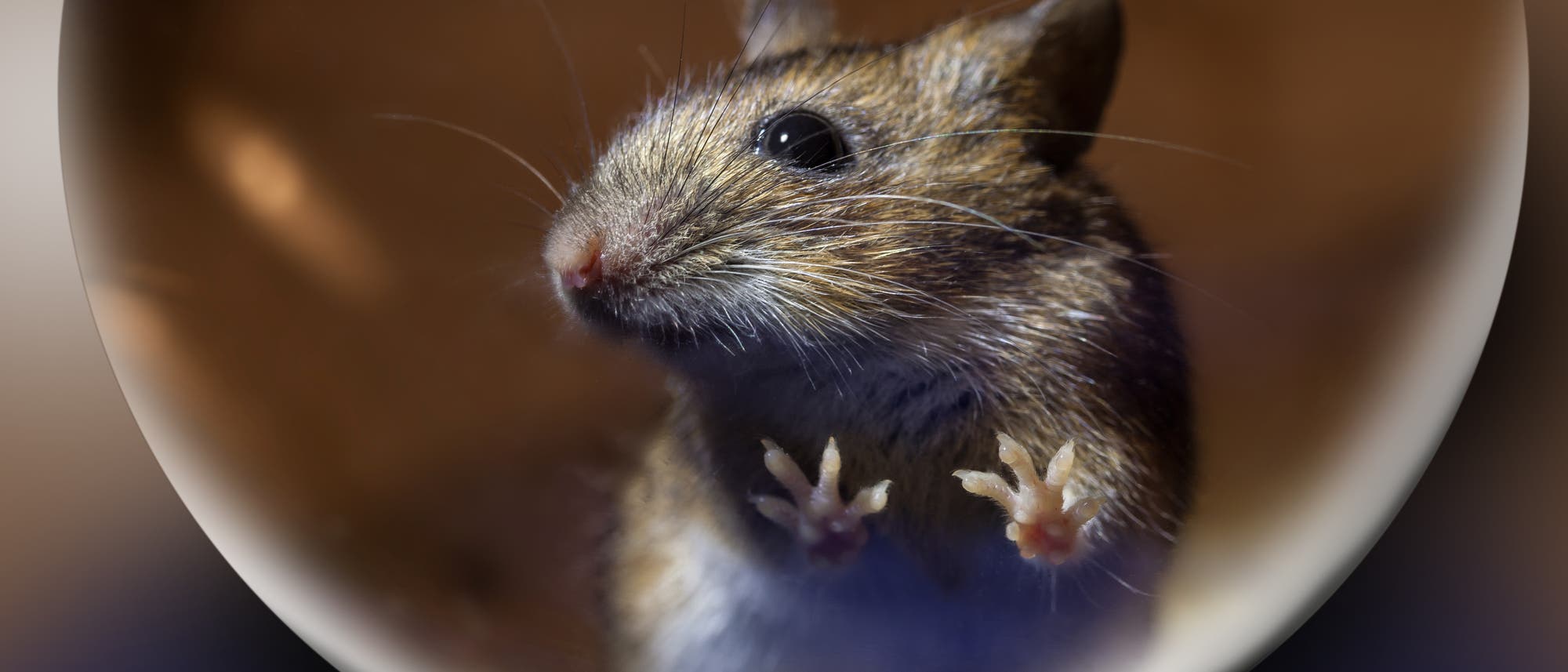 Eine Maus sitzt in einem Laufrad.