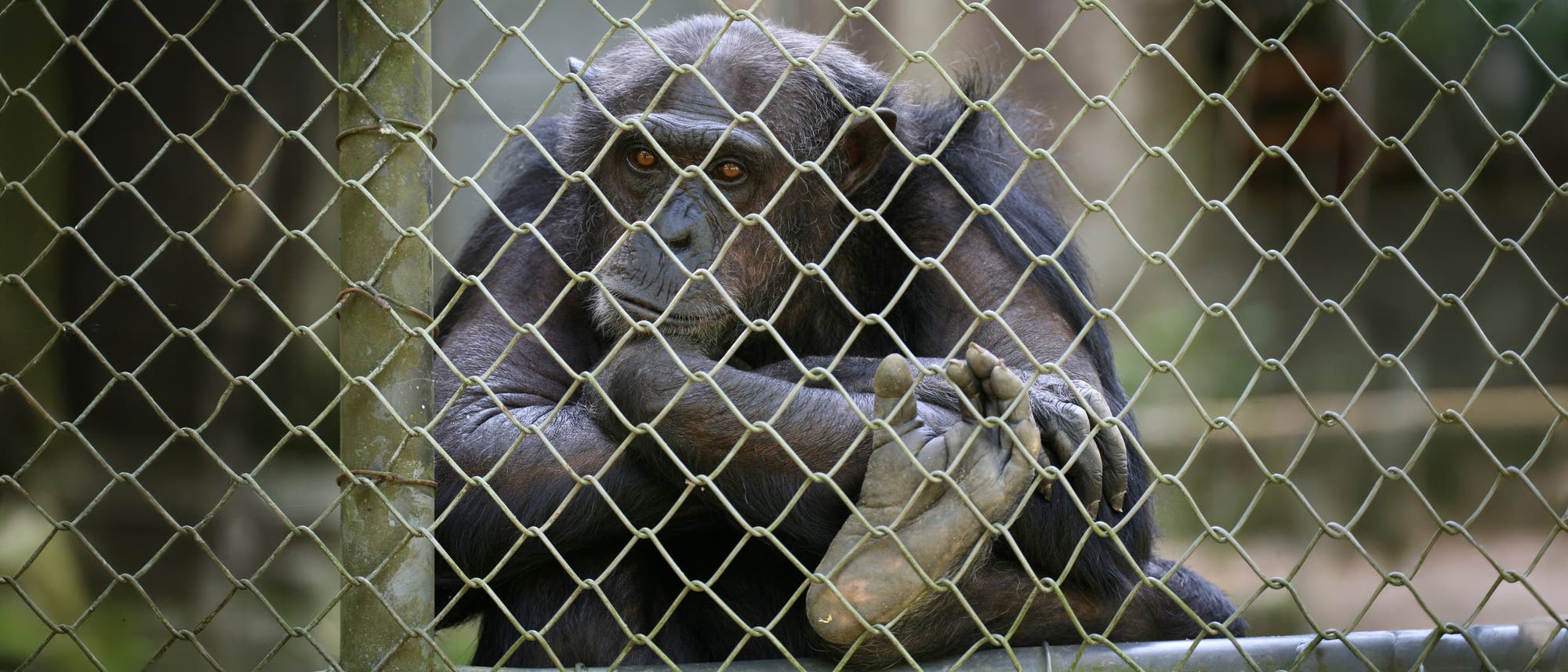 Ein Schimpanse sitzt hinter einem Maschendrahtzaun und schaut nachdenklich durch die Gitterstäbe. Die Hände und Füße des Tieres sind sichtbar, während es in einer scheinbar unbeteiligten Haltung verweilt. Der Hintergrund ist unscharf, was den Fokus auf den Schimpansen lenkt.