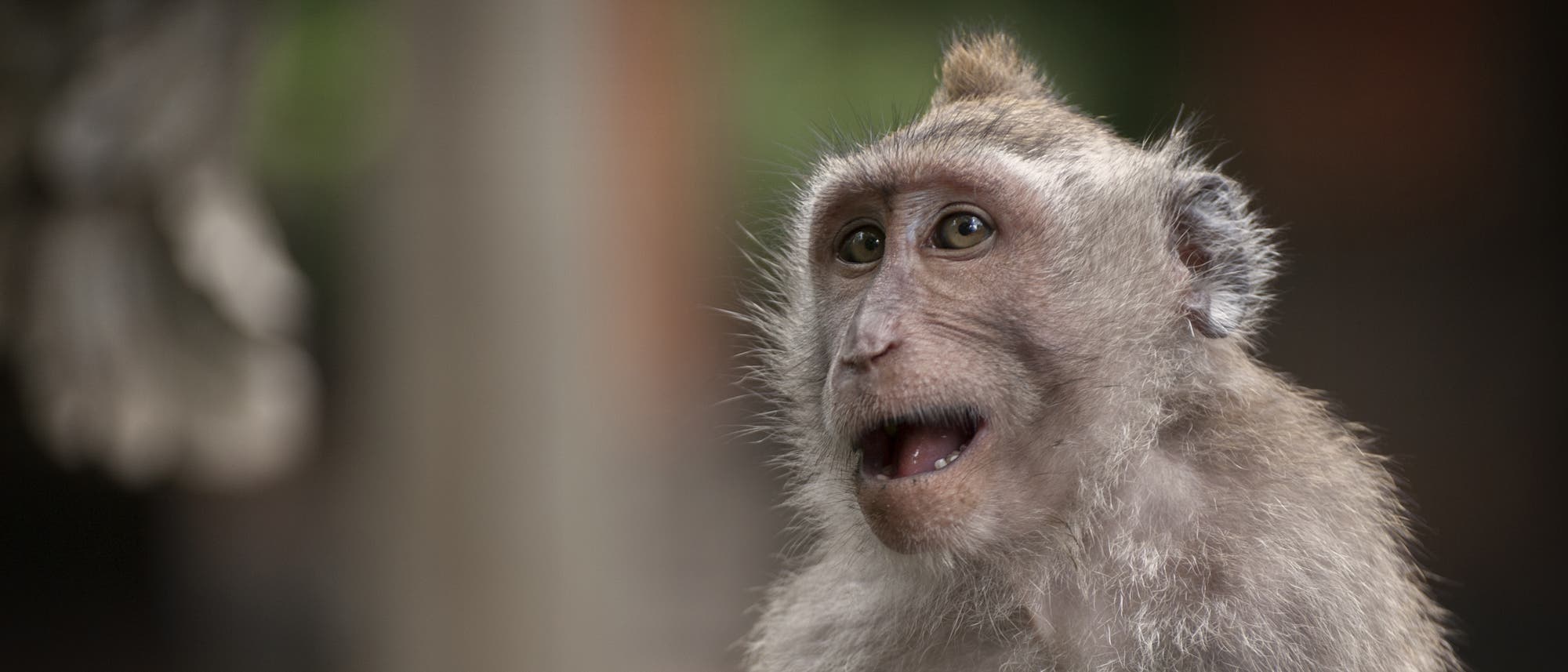 Ein Javaneraffe im Naturschutzgebiet Ubud Monkey Forest. Eigentlich könnten Affen verschiedene Vokale bilden – und Konsonanten sowieso. 