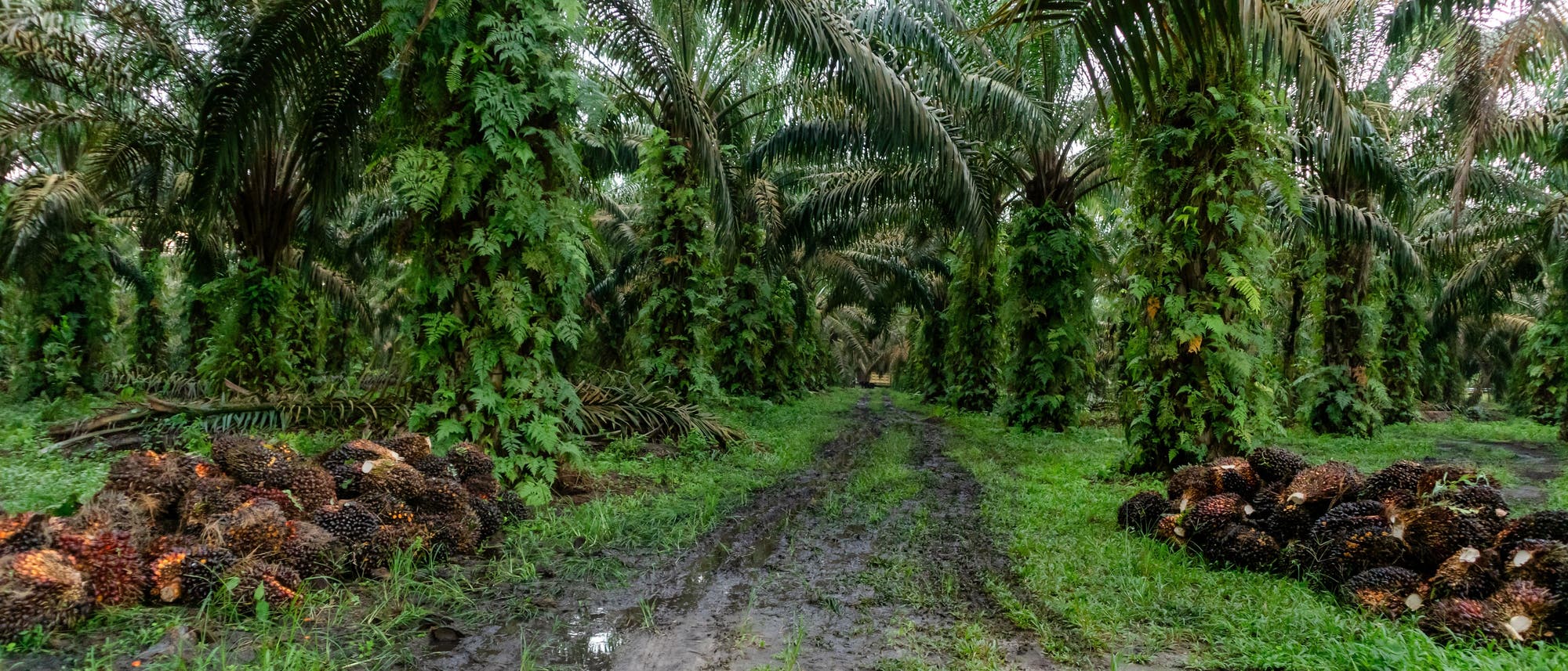 Ein dichter Palmölplantage mit hohen Palmen, deren Stämme von grünen Farnen bewachsen sind. Auf beiden Seiten des schlammigen Pfades liegen geerntete Palmfrüchte in großen Haufen. Die Szene vermittelt eine feuchte, tropische Atmosphäre. Ein dichter Palmölplantage mit hohen Palmen, deren Stämme von grünen Farnen bewachsen sind. Auf beiden Seiten des schlammigen Pfades liegen geerntete Palmfrüchte in großen Haufen. Die Szene vermittelt eine feuchte, tropische Atmosphäre.