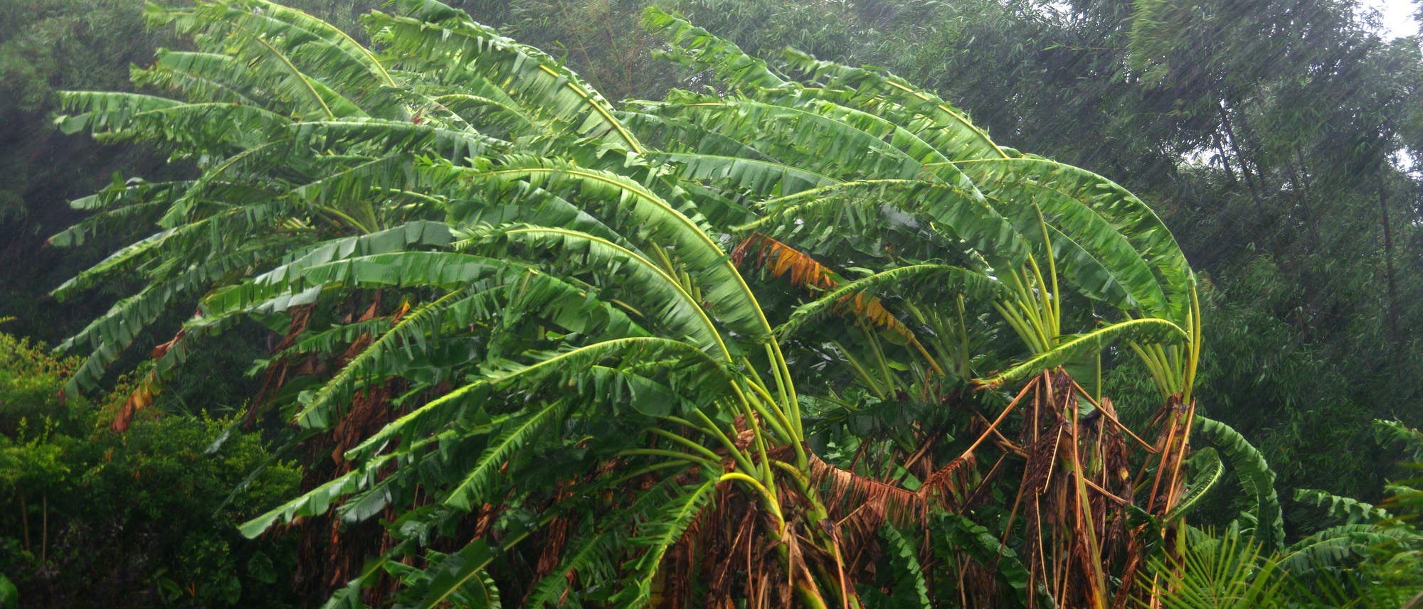 Zwei von starkem Wind gepeitschte Palmen vor dem Hintergrund eines tropischen Waldes.