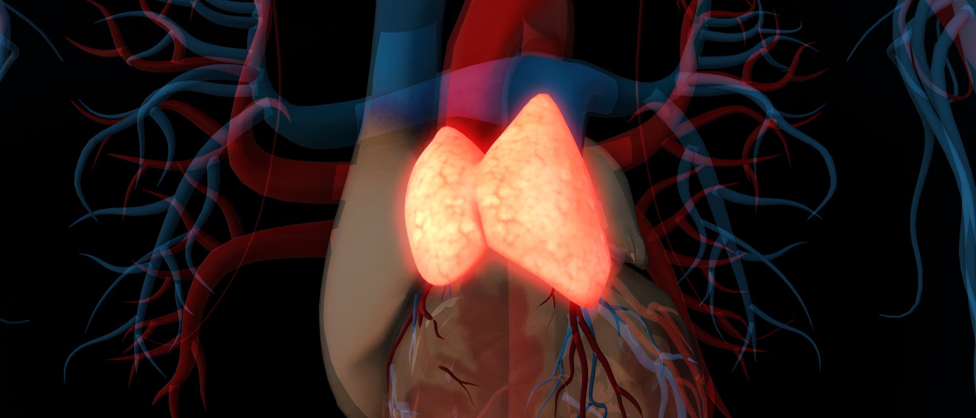 Eine anatomische Illustration des Thymus. Die Blutgefäße sind in Rot und Blau dargestellt, wobei die Arterien und Venen deutlich sichtbar sind. Die Thymusdrüse ist hervorgehoben und leuchtet in einem hellen Orange. Eine anatomische Illustration des Thymus. Die Blutgefäße sind in Rot und Blau dargestellt, wobei die Arterien und Venen deutlich sichtbar sind. Die Thymusdrüse ist hervorgehoben und leuchtet in einem hellen Orange.