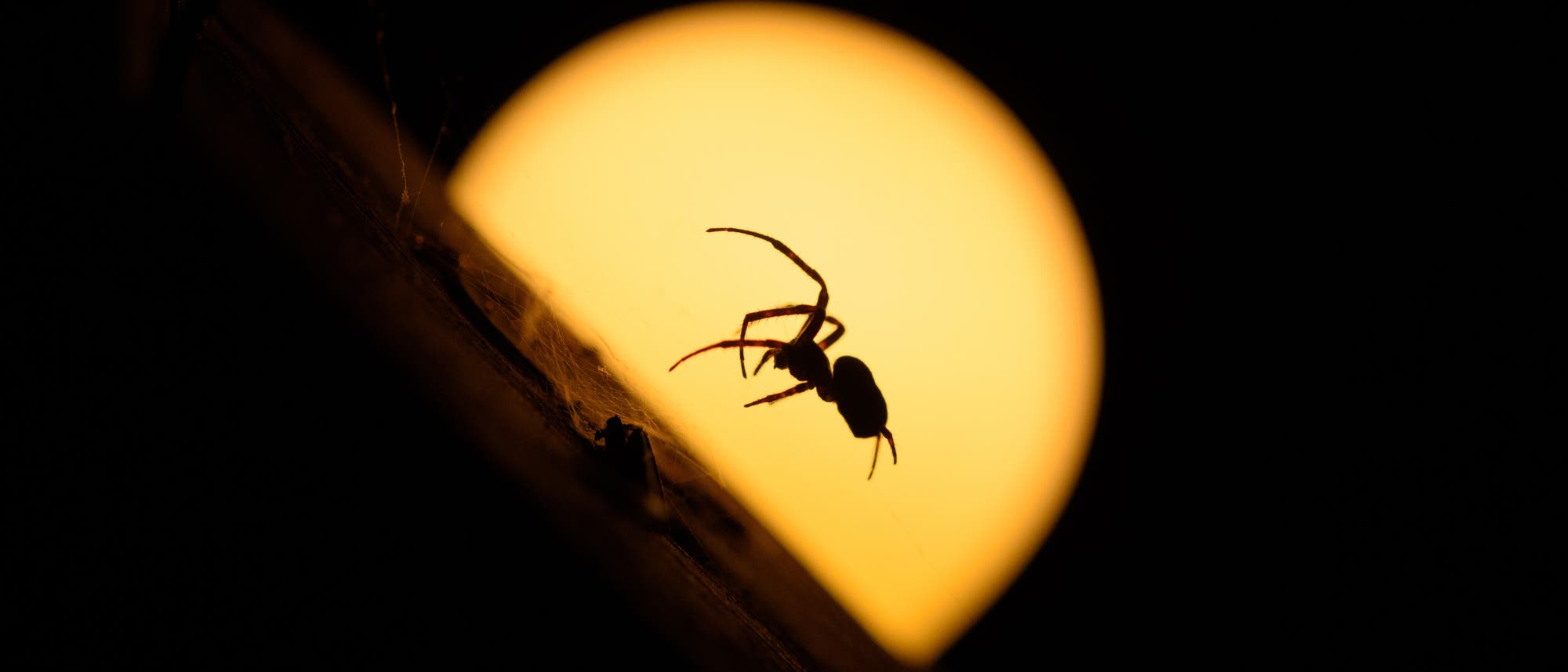 Silhouette einer Spinne, die von dem Vollmond dahinter beleuchtet wird