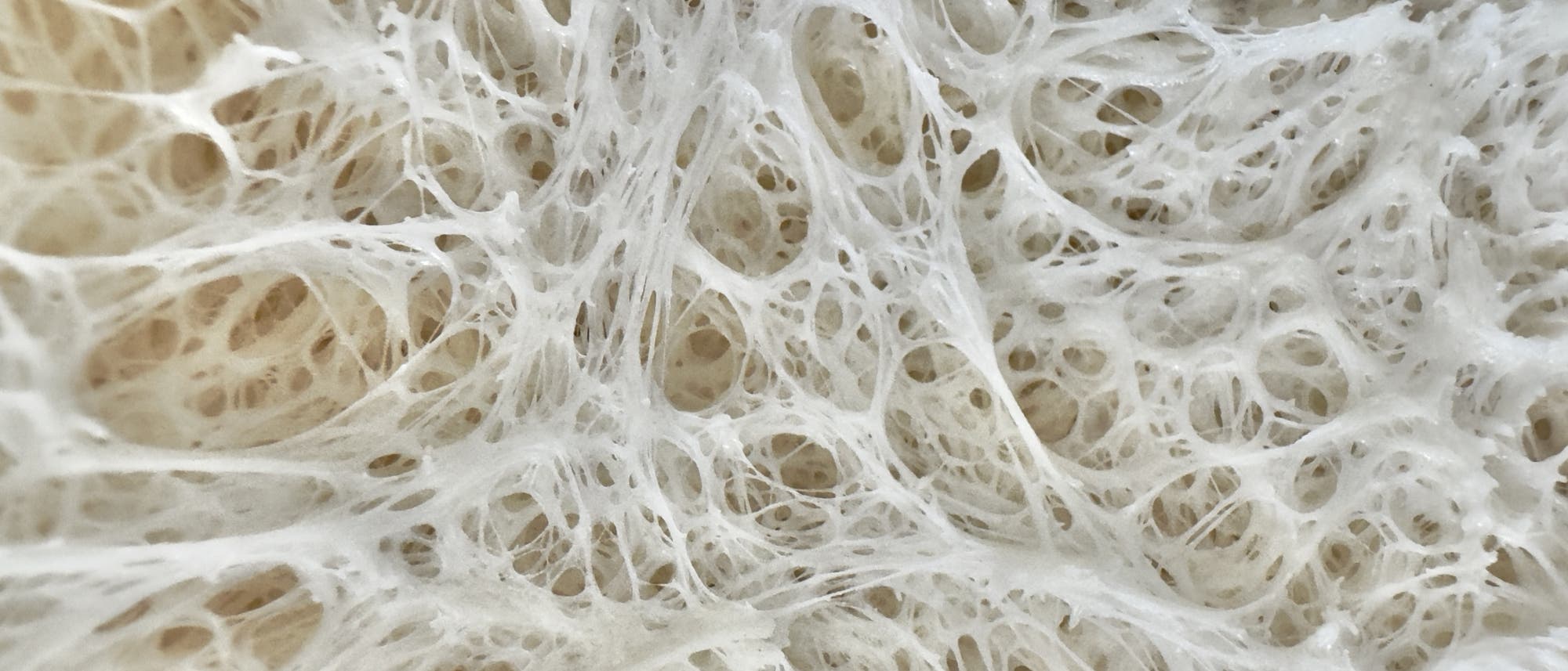 Nahaufnahme eines gehenden Teigs mit einem dichten Netz aus weißen, faserigen Strängen. 