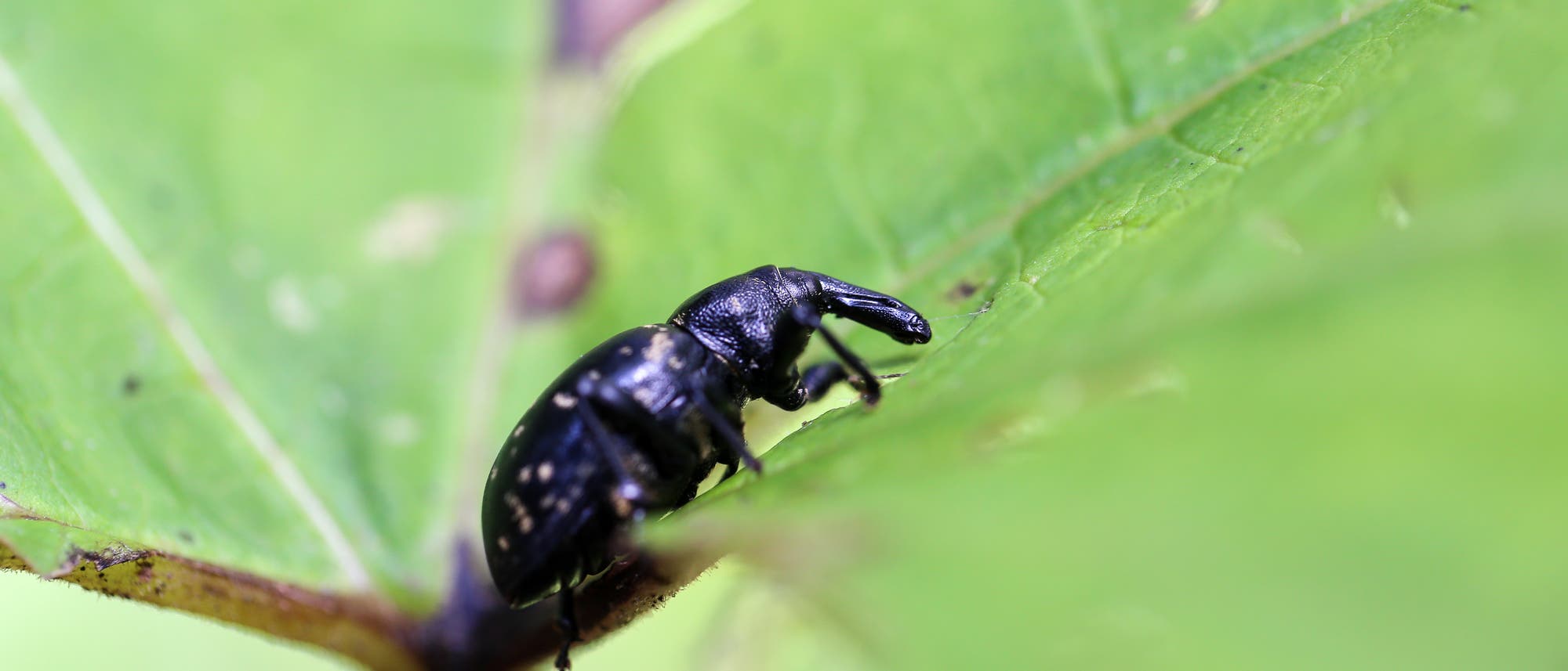 Ein Rüsselkäfer (beachtet den Rüssel) auf einem Blatt.