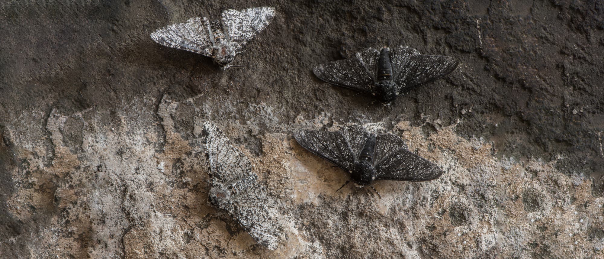 Vier Birkenspanner mit unterschiedlichen Flügelmustern ruhen auf einer rauen Birkenrinde. Zwei Falter haben helle, gesprenkelte Flügel, die sich gut in den Hintergrund einfügen, während die anderen beiden dunklere Flügel haben. Die Szene zeigt die natürliche Tarnung der Birkenspanner in ihrer Umgebung.