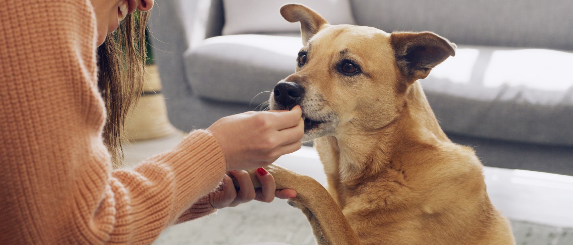 Eine Person in einem orangefarbenen Pullover füttert einen Hund mit einem Leckerli. Der Hund sitzt aufmerksam, mit einer Pfote in der Hand der Person. Im Hintergrund ist ein graues Sofa zu sehen. Eine Person in einem orangefarbenen Pullover füttert einen Hund mit einem Leckerli. Der Hund sitzt aufmerksam, mit einer Pfote in der Hand der Person. Im Hintergrund ist ein graues Sofa zu sehen.