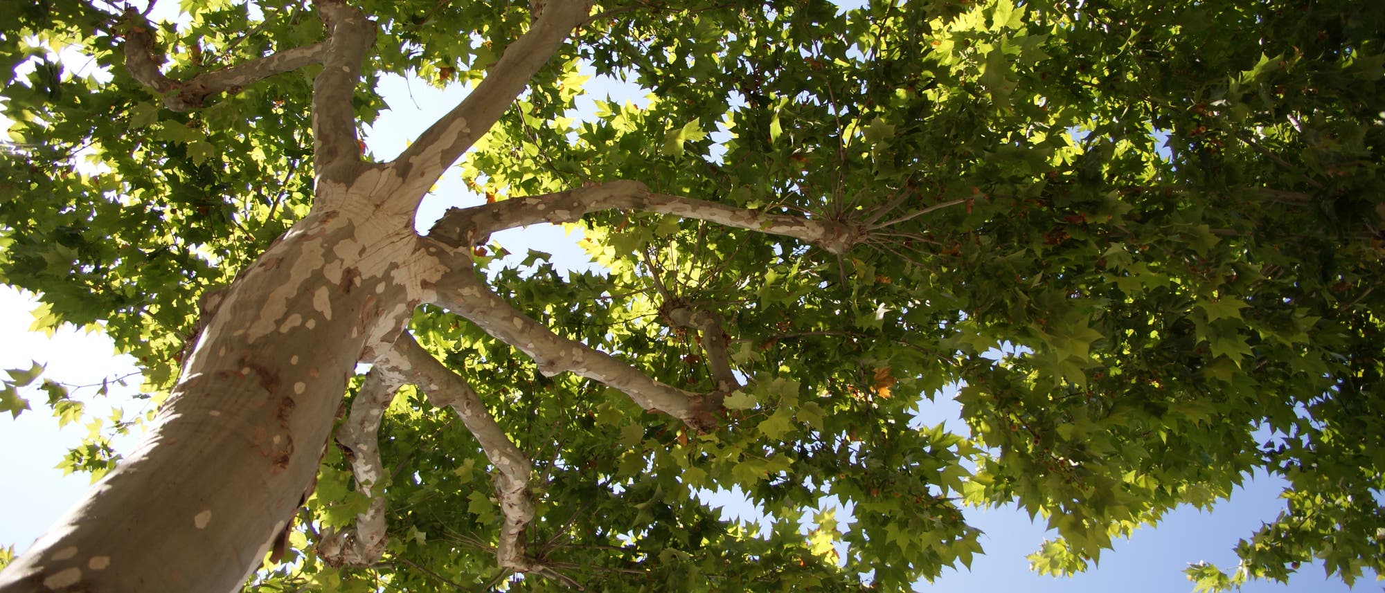 Blick von unten auf einen großen Baum mit einem dicken Stamm und weit ausladenden Ästen, die von dichtem, grünem Laub bedeckt sind. Der Himmel ist klar und blau, was einen Kontrast zu den grünen Blättern bildet. Die Perspektive hebt die Höhe und Größe des Baumes hervor. Blick von unten auf einen großen Baum mit einem dicken Stamm und weit ausladenden Ästen, die von dichtem, grünem Laub bedeckt sind. Der Himmel ist klar und blau, was einen Kontrast zu den grünen Blättern bildet. Die Perspektive hebt die Höhe und Größe des Baumes hervor.