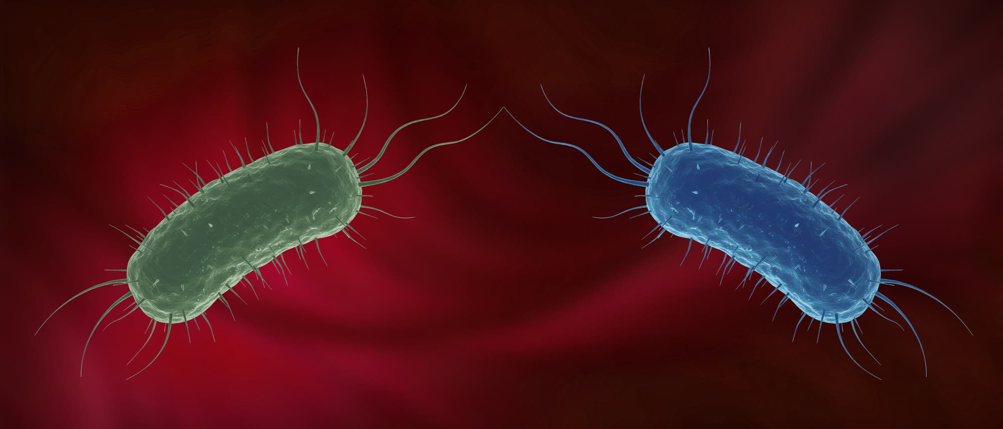 Darstellung von zwei Bakterienzellen auf rotem Hintergrund. Die linke Zelle ist gr&uuml;n, die rechte blau, beide mit langen Gei&szlig;eln und feinen H&auml;rchen. Die Abbildung zeigt die Struktur und Form der Mikroorganismen, betont durch die kontrastierenden Farben.