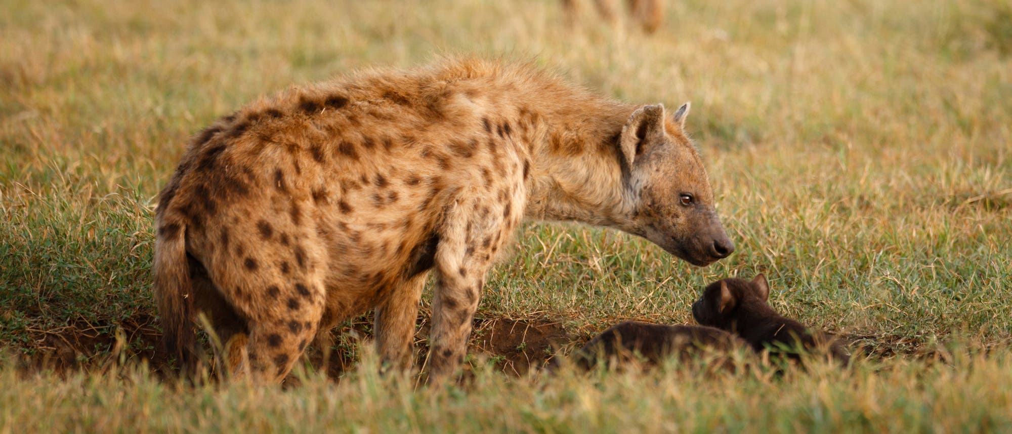 An der Spitze der Tüpfelhyänen-Hierarchie im Ngorongoro-Krater Tansanias stehen Weibchen.