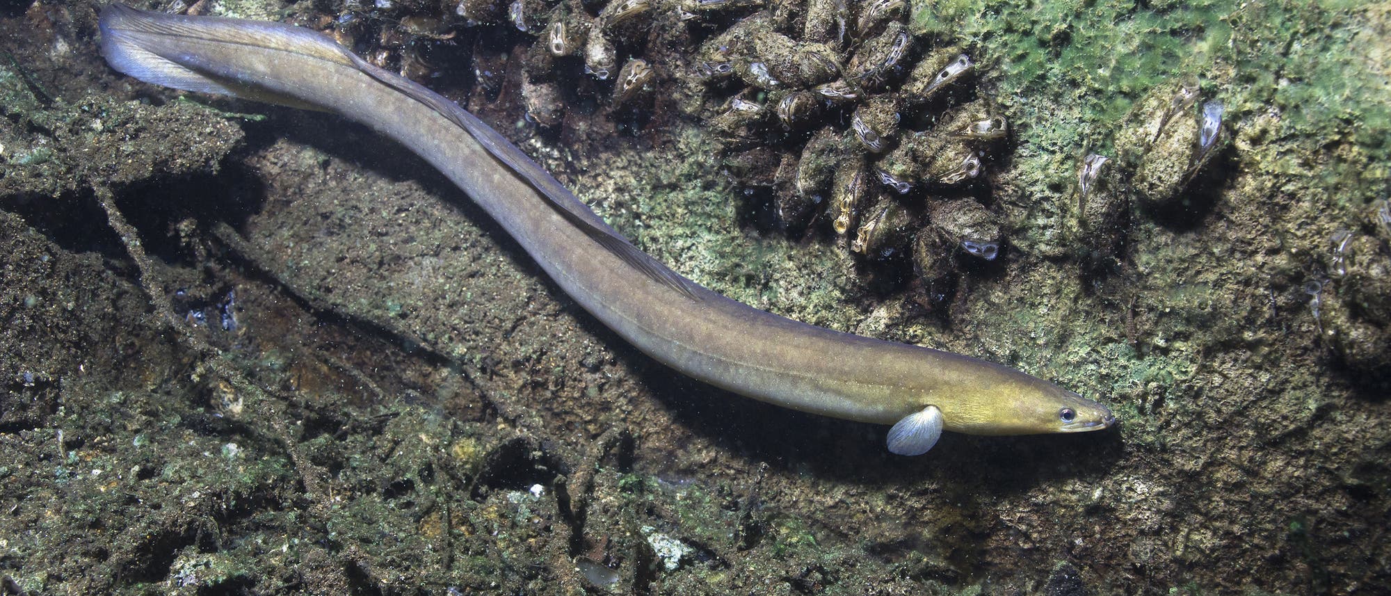 Ein langgestreckter Aal schwimmt über einen felsigen, mit Muscheln bewachsenen Meeresboden. Die Umgebung ist grünlich-braun gefärbt, und der Fisch hat eine glatte, glänzende Haut. Ein langgestreckter Aal schwimmt über einen felsigen, mit Muscheln bewachsenen Meeresboden. Die Umgebung ist grünlich-braun gefärbt, und der Fisch hat eine glatte, glänzende Haut.