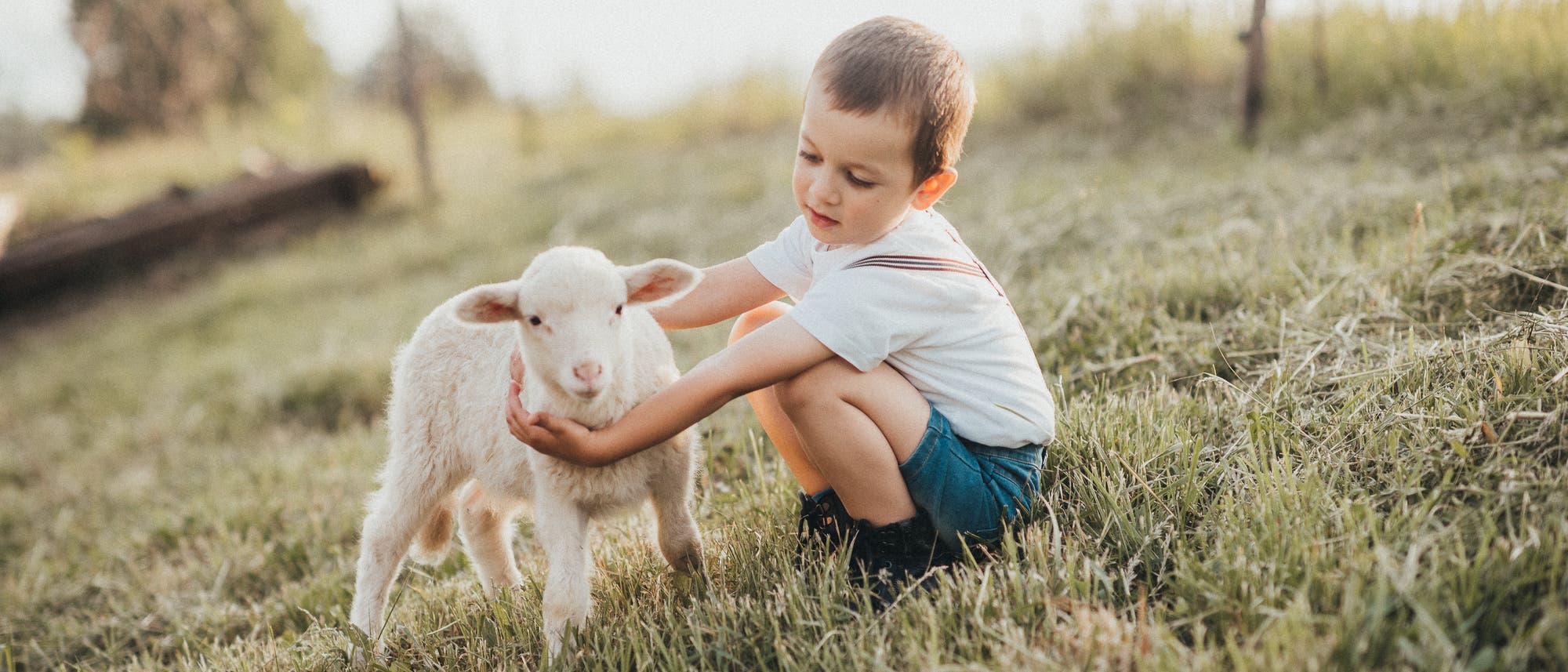 Kleiner Junge auf einer Wiese streichelt ein Lamm
