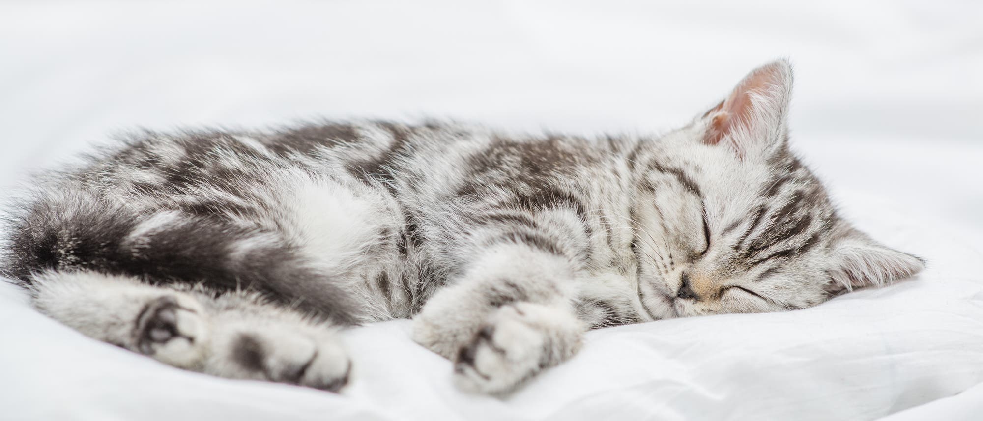 Eine junge, grau-weiß getigerte Katze schläft friedlich auf ihrer linken Seite auf einem weißen Kissen, das auf einem Bett mit einem weißen Laken liegt. Der Hintergrund ist unscharf in hellen Tönen gehalten. Eine junge, grau-weiß getigerte Katze schläft friedlich auf ihrer linken Seite auf einem weißen Kissen, das auf einem Bett mit einem weißen Laken liegt. Der Hintergrund ist unscharf in hellen Tönen gehalten.