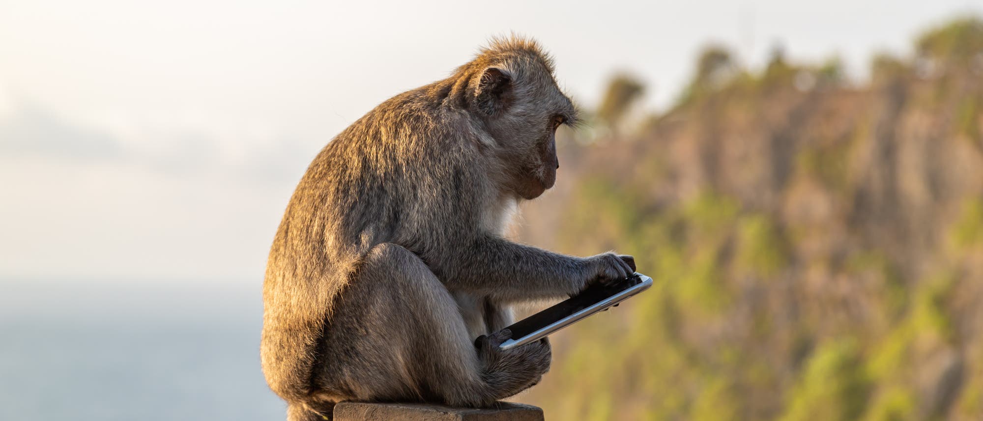 Affe auf Bali mit gestohlenem Smartphone