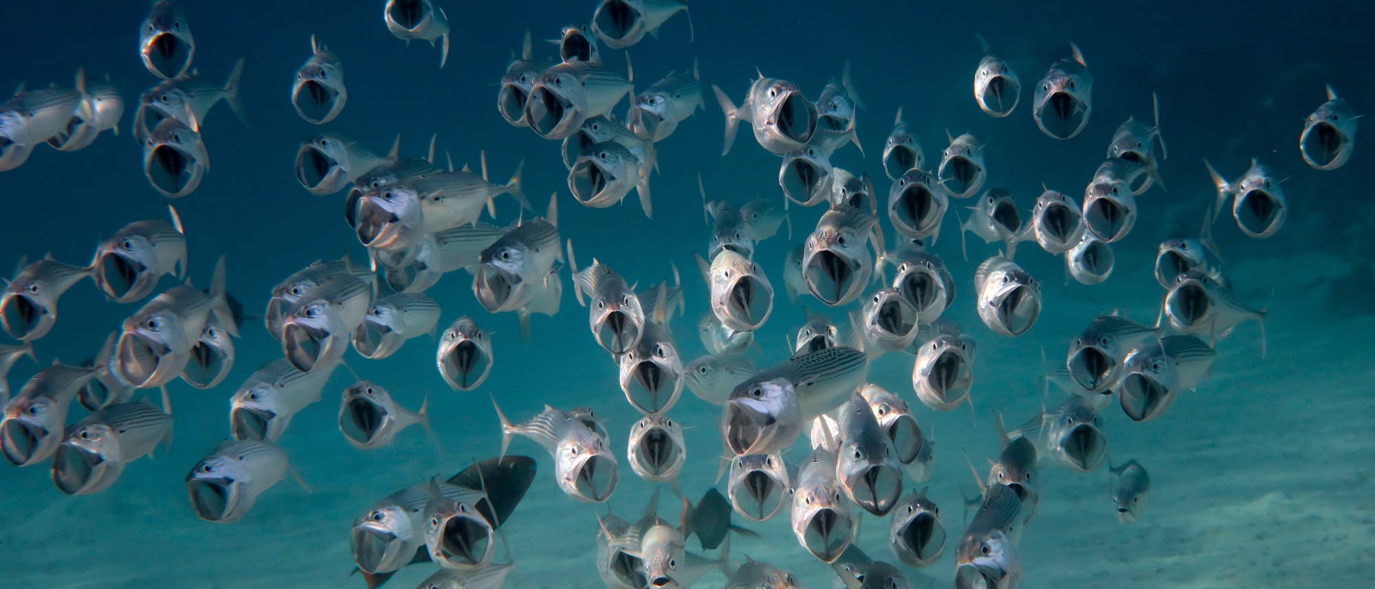 Eine große Gruppe von Fischen schwimmt im klaren, blauen Wasser des Ozeans. Die Fische haben ihre Mäuler weit geöffnet und bewegen sich in einem dichten Schwarm über den sandigen Meeresboden. Die Szene vermittelt ein Gefühl von Bewegung und Lebendigkeit in der Unterwasserwelt.