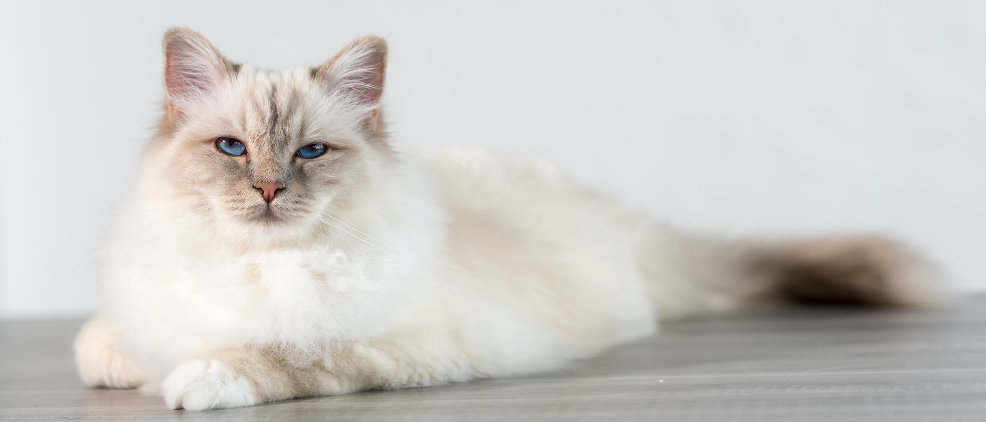 Eine weiße, langhaarige Katze blickt streng in die Kamera. Ja, die Quantenmechanik beschreibt die Realität. Nein, Katzen werden nicht in Kisten eingesperrt, und schon gar nicht zusammen mit Gift und radioaktiven Substanzen. Das gibt nur Ärger. Mit der Katze. Eine weiße, langhaarige Katze blickt streng in die Kamera. Ja, die Quantenmechanik beschreibt die Realität. Nein, Katzen werden nicht in Kisten eingesperrt, und schon gar nicht zusammen mit Gift und radioaktiven Substanzen. Das gibt nur Ärger. Mit der Katze.