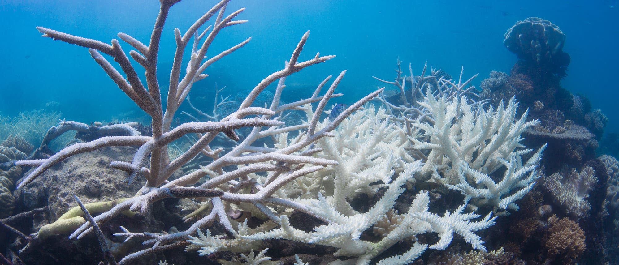 Ausgebleichte Korallen am Great Barrier Reef.  Bei Korallen ist es ähnlich wie bei antiken Statuen: In strahlendem Weiß sehen sie auf den ersten Blick vielleicht hübsch aus – tatsächlich sind sie aber ein Zeichen des Verfalls.