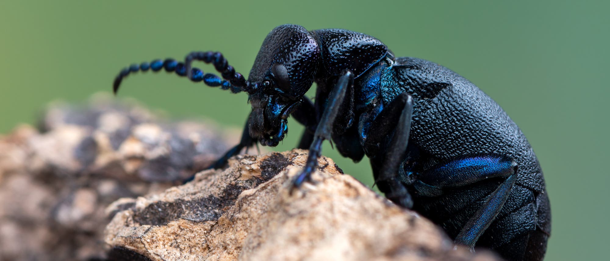 Ein schwarzblau glänzender Käfer mit ausgesprochen dickem Hinterteil krabbelt auf einem Stück Holz. 