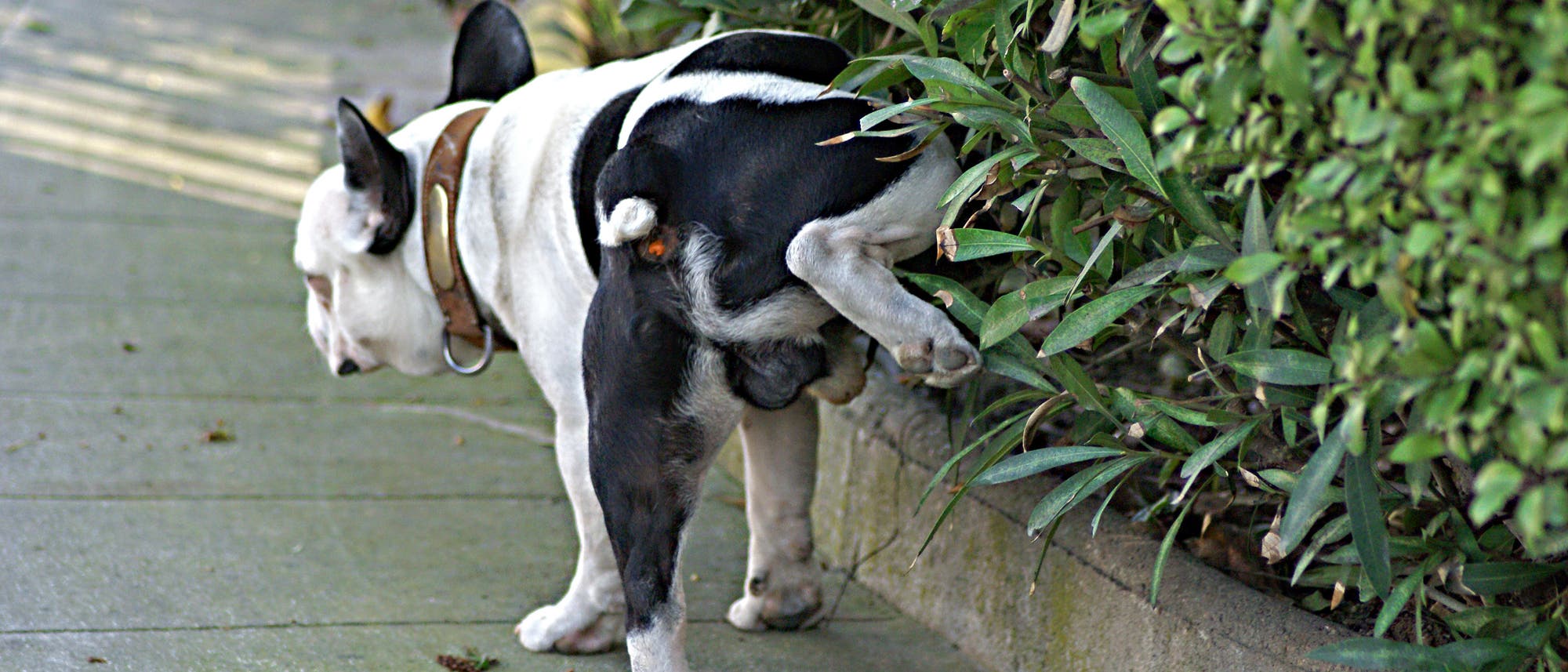 Ein schwarz-weißer Hund hebt sein Bein an einer Hecke.