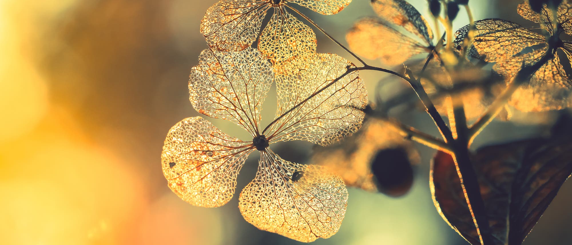 Nahaufnahme von filigranen, durchscheinenden Blütenblättern einer Hortensie, die von warmem, goldenem Licht durchleuchtet werden. Die verblühten Blüten zeigen ein feines, netzartiges Muster. Der Hintergrund ist unscharf und in sanften Gelb- und Grüntönen gehalten, was eine ruhige und stimmungsvolle Atmosphäre schafft. Nahaufnahme von filigranen, durchscheinenden Blütenblättern einer Hortensie, die von warmem, goldenem Licht durchleuchtet werden. Die verblühten Blüten zeigen ein feines, netzartiges Muster. Der Hintergrund ist unscharf und in sanften Gelb- und Grüntönen gehalten, was eine ruhige und stimmungsvolle Atmosphäre schafft.