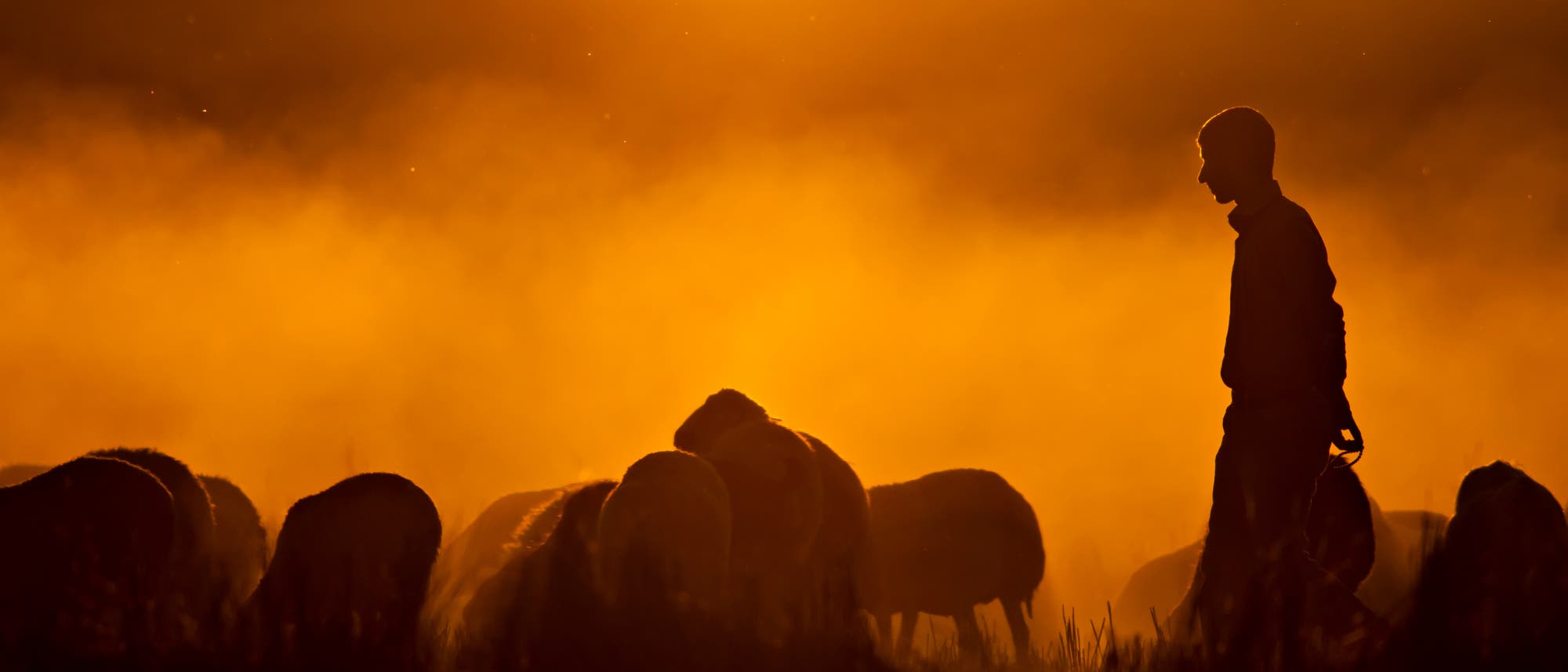 Eine Silhouette eines Hirten, der eine Herde Schafe bei Sonnenuntergang führt. 
