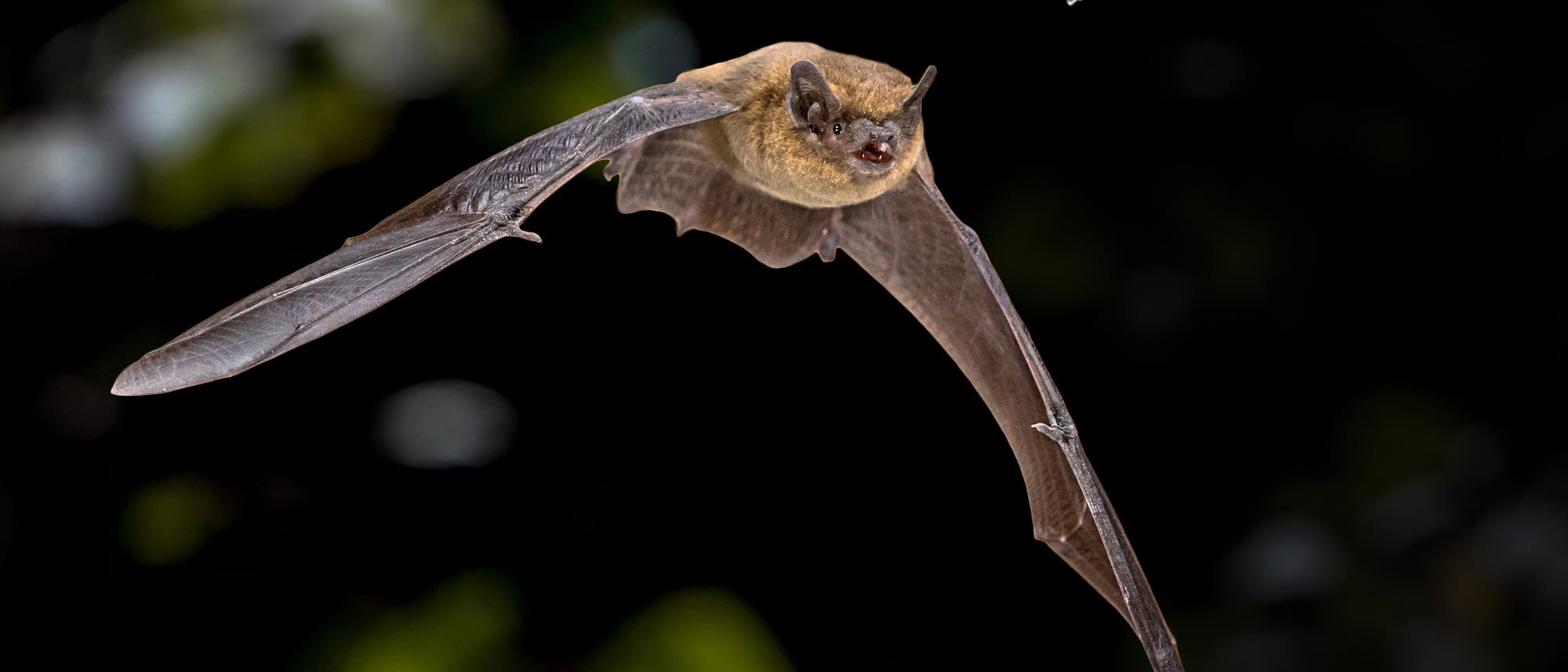 Eine kleine flauschige Fledermaus im Flug durch eine schattige Waldlandschaft