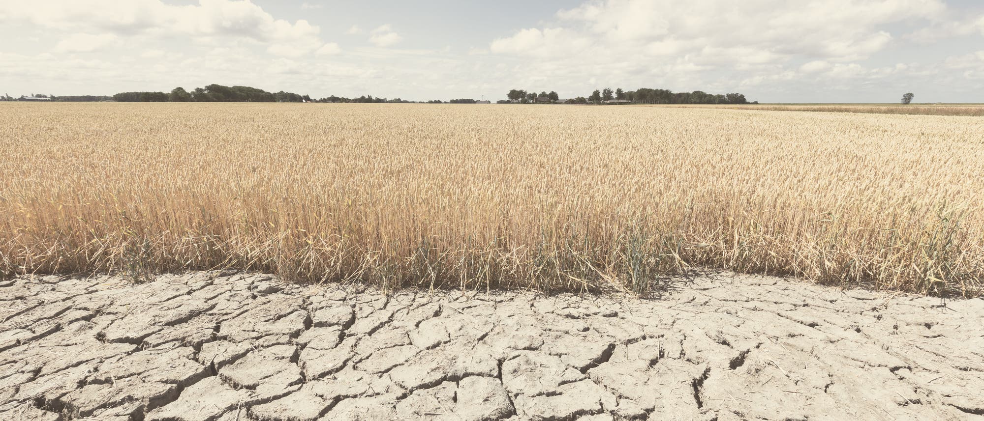 Ein weites Feld mit reifem Getreide unter einem bewölkten Himmel. Im Vordergrund ist der Boden trocken und rissig, was auf Dürrebedingungen hinweist. Im Hintergrund sind Bäume am Horizont zu sehen. Das Bild thematisiert landwirtschaftliche Herausforderungen durch Trockenheit. Ein weites Feld mit reifem Getreide unter einem bewölkten Himmel. Im Vordergrund ist der Boden trocken und rissig, was auf Dürrebedingungen hinweist. Im Hintergrund sind Bäume am Horizont zu sehen. Das Bild thematisiert landwirtschaftliche Herausforderungen durch Trockenheit.