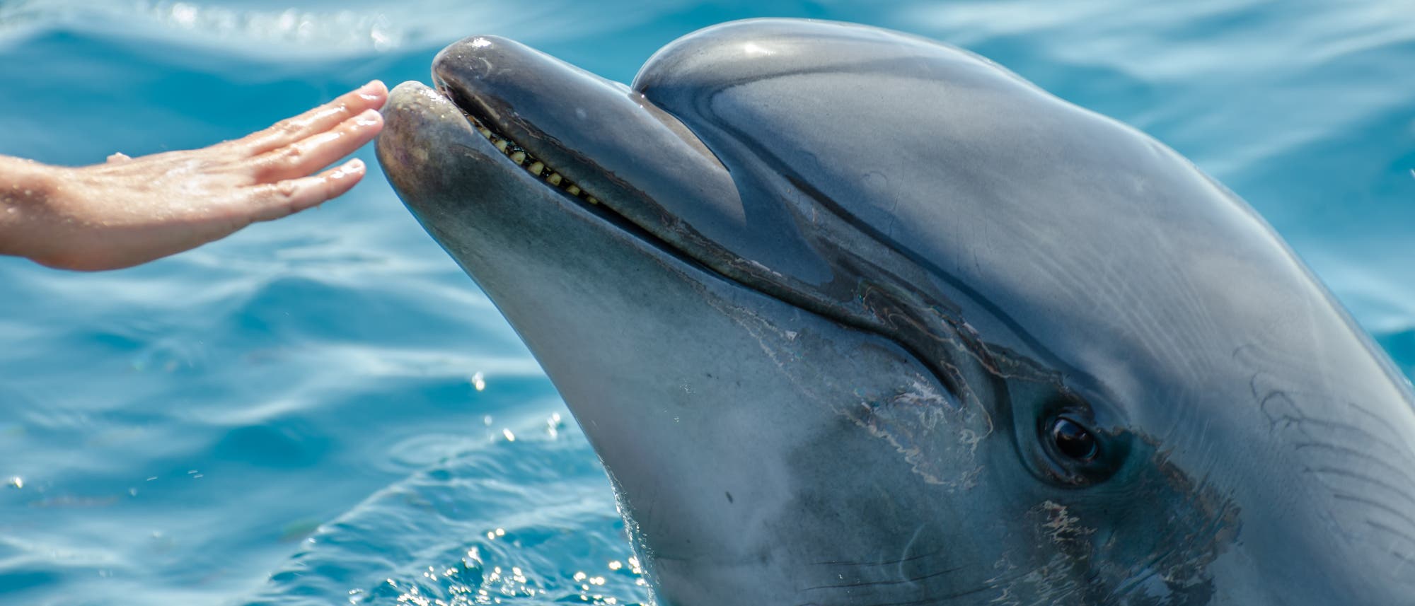 Ein Delfin taucht aus dem blauen Wasser auf und nähert sich einer ausgestreckten menschlichen Hand. Ein Delfin taucht aus dem blauen Wasser auf und nähert sich einer ausgestreckten menschlichen Hand.