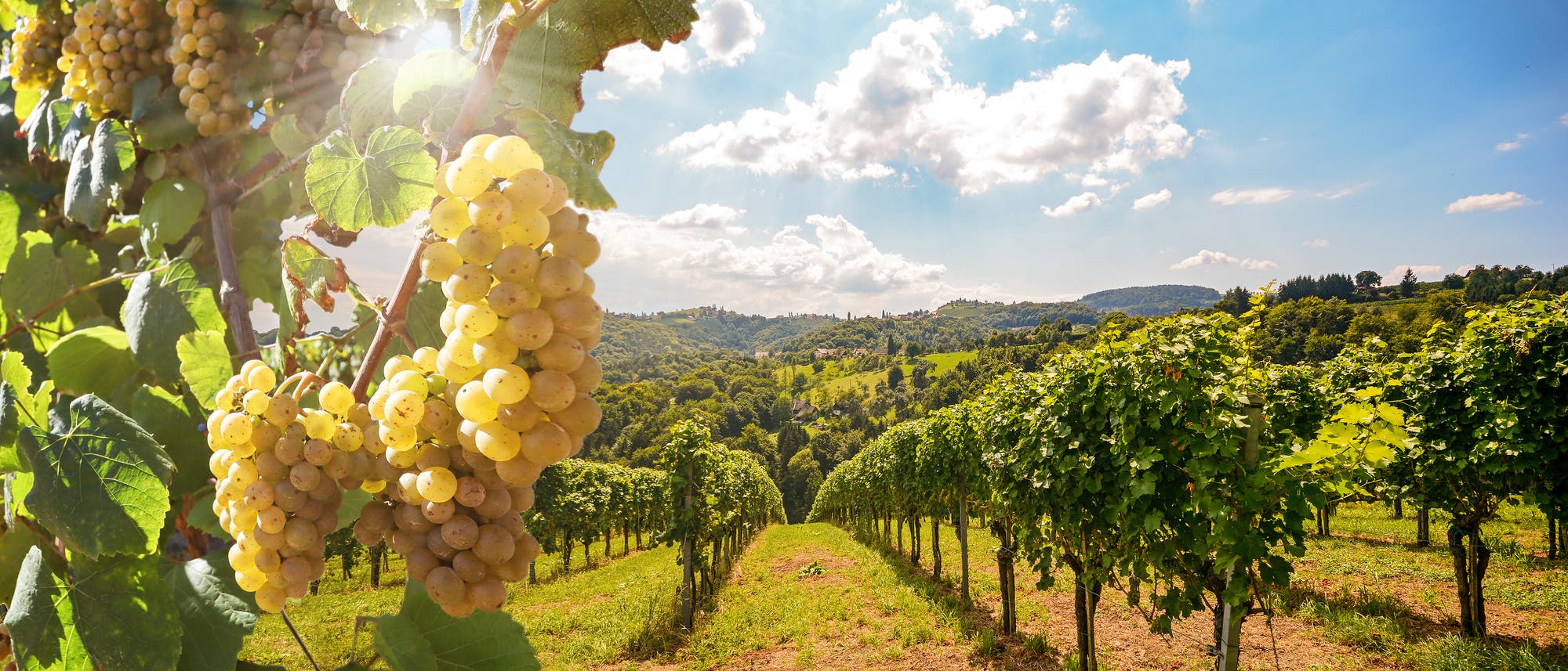 Weinberg mit Rebstöcken