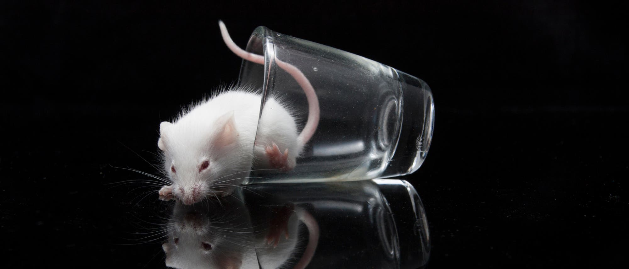 Eine weiße Maus kriecht aus einem umgekippten Glas auf einer glänzenden schwarzen Oberfläche. Der Schwanz der Maus ist noch im Glas, während der Körper herausragt. Die Szene spiegelt sich auf der Oberfläche wider. Eine weiße Maus kriecht aus einem umgekippten Glas auf einer glänzenden schwarzen Oberfläche. Der Schwanz der Maus ist noch im Glas, während der Körper herausragt. Die Szene spiegelt sich auf der Oberfläche wider.